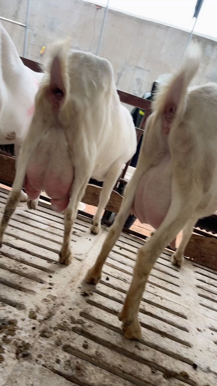 精品大奶包萨能奶山羊