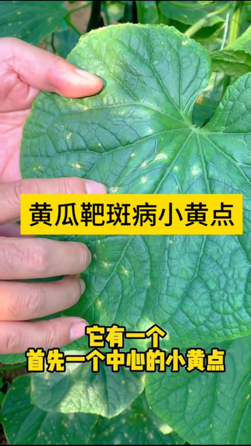 黄瓜疤斑病图片