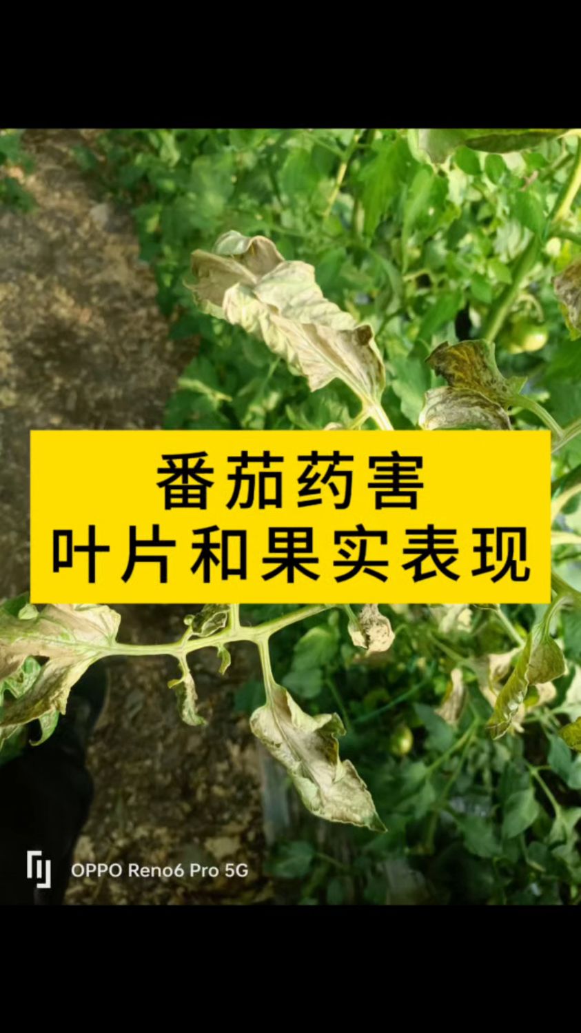 番茄叶片和果实药害表现