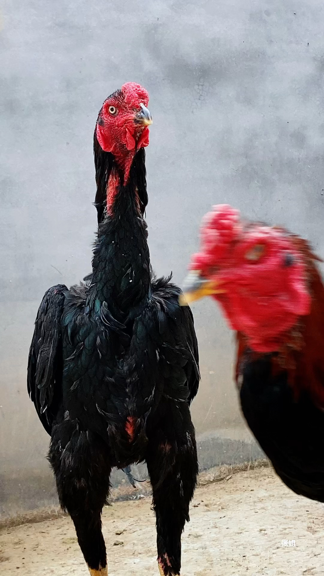 农村妹子养的斗鸡