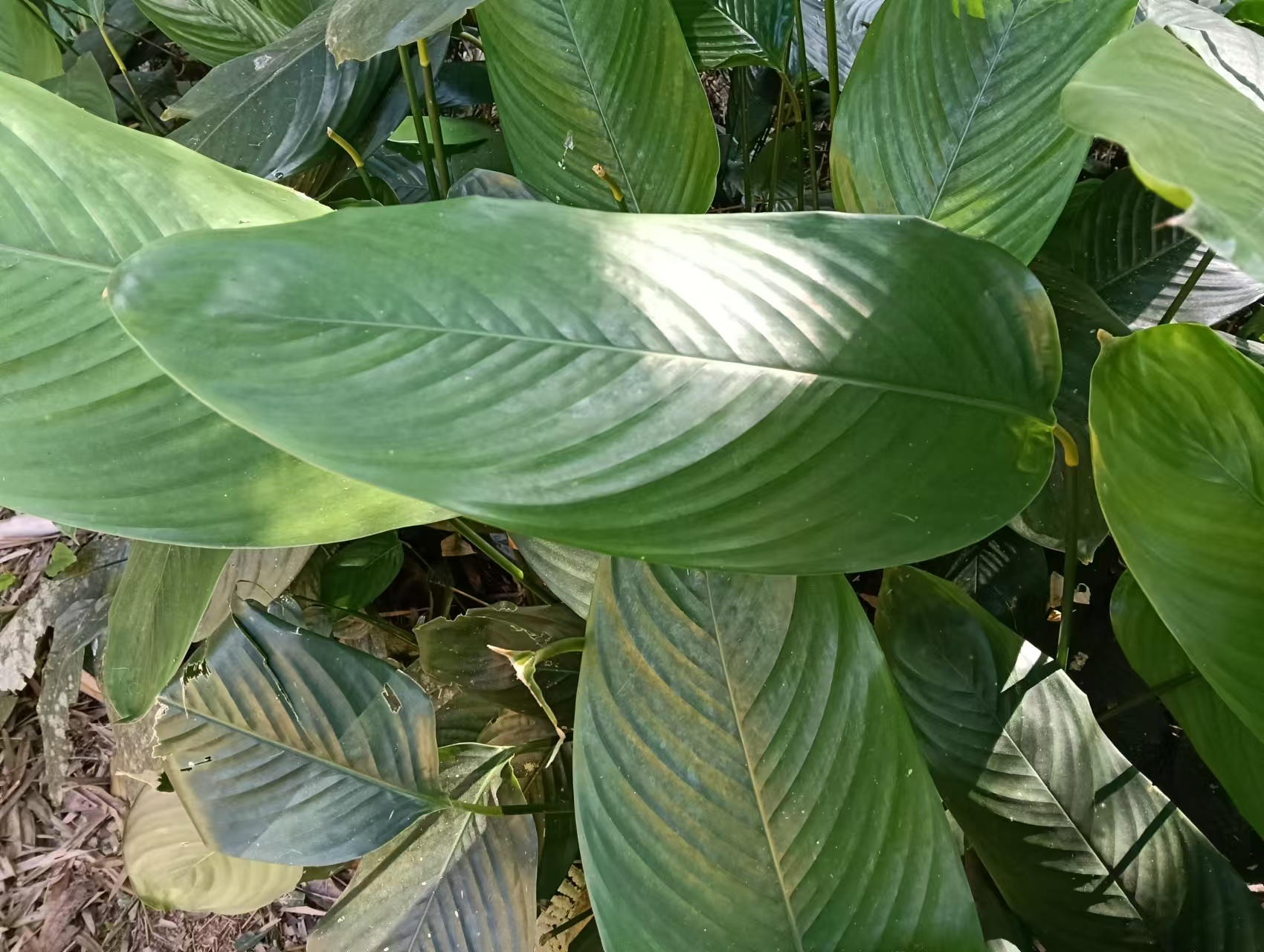 广西大粽子叶#地球嘴炮大会