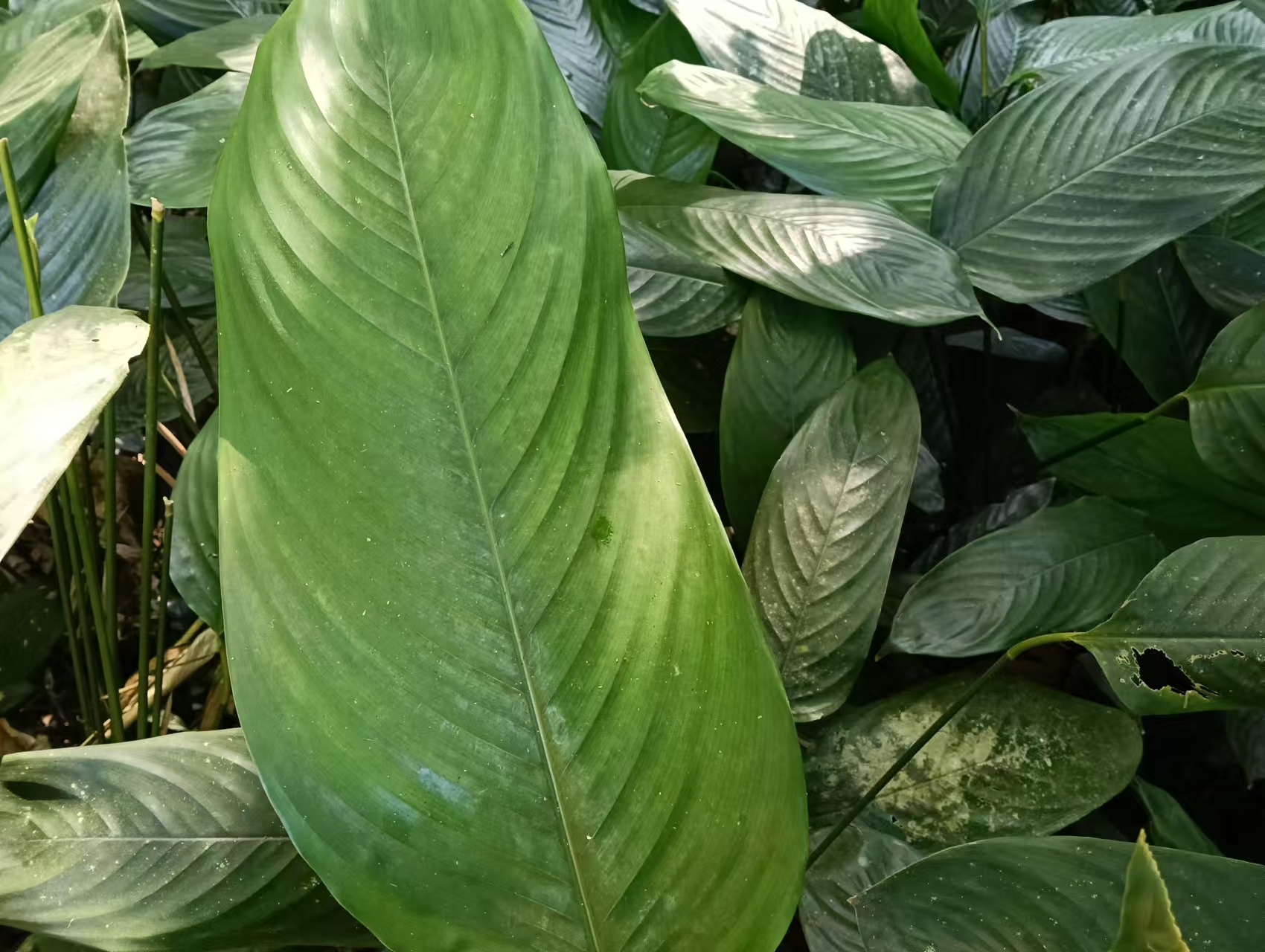 广西大粽子叶#地球嘴炮大会