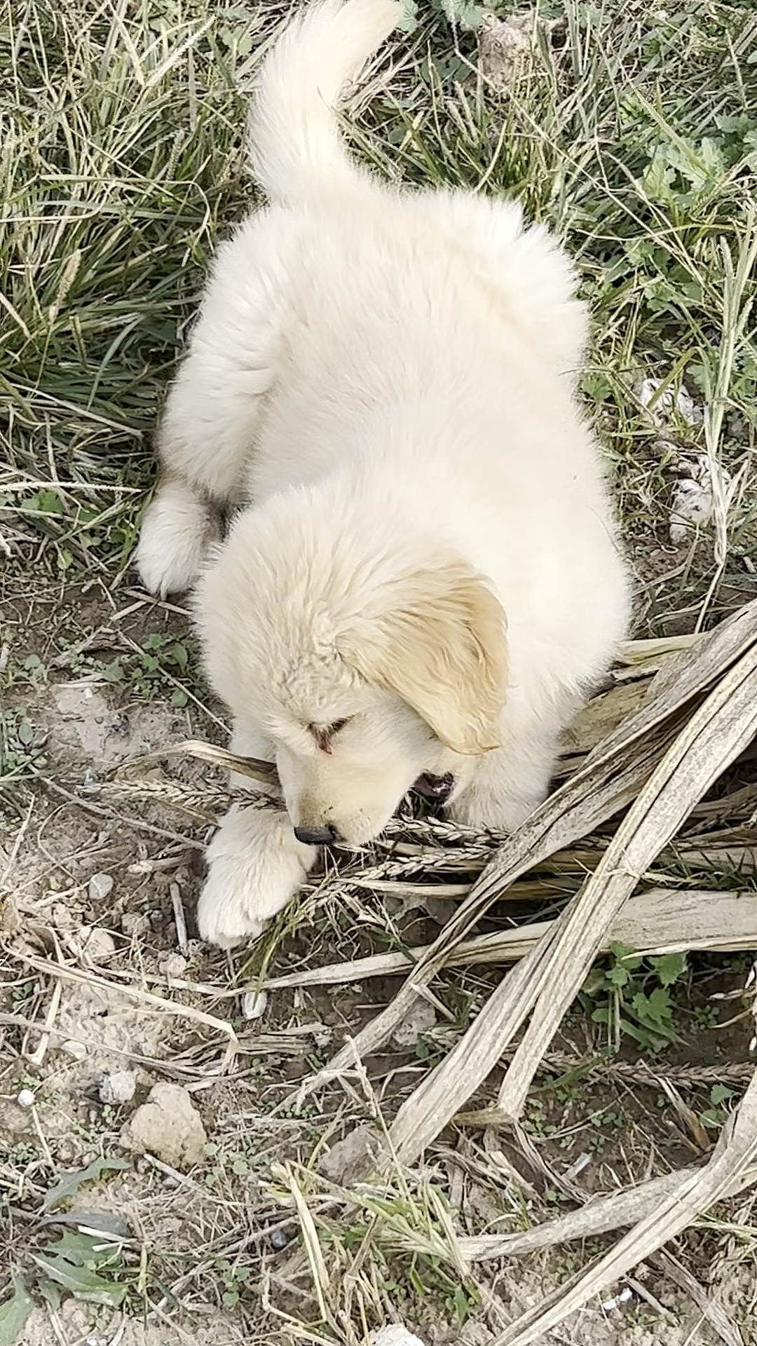 三个月大的小金毛