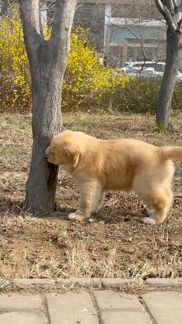 三个月大的小金毛可爱吧