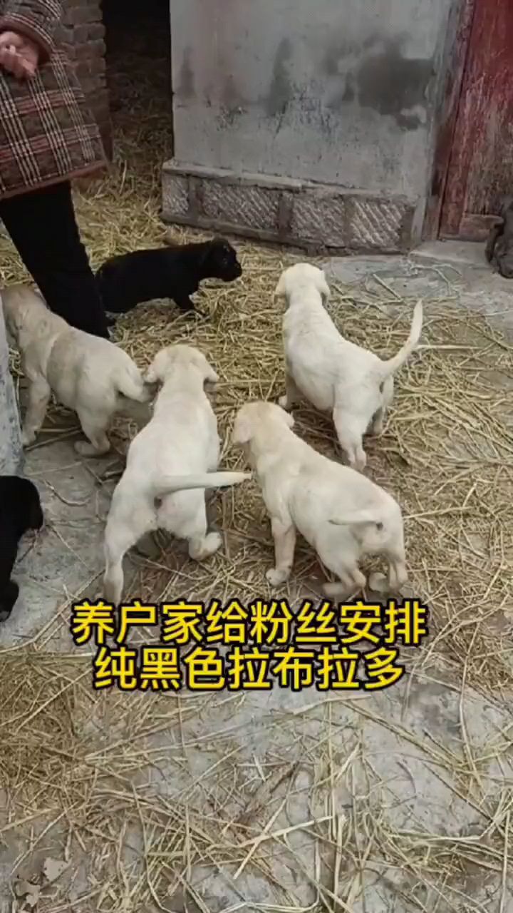 犬舍挑选拉布拉多犬,黑色奶油色都不错!又胖又健康!