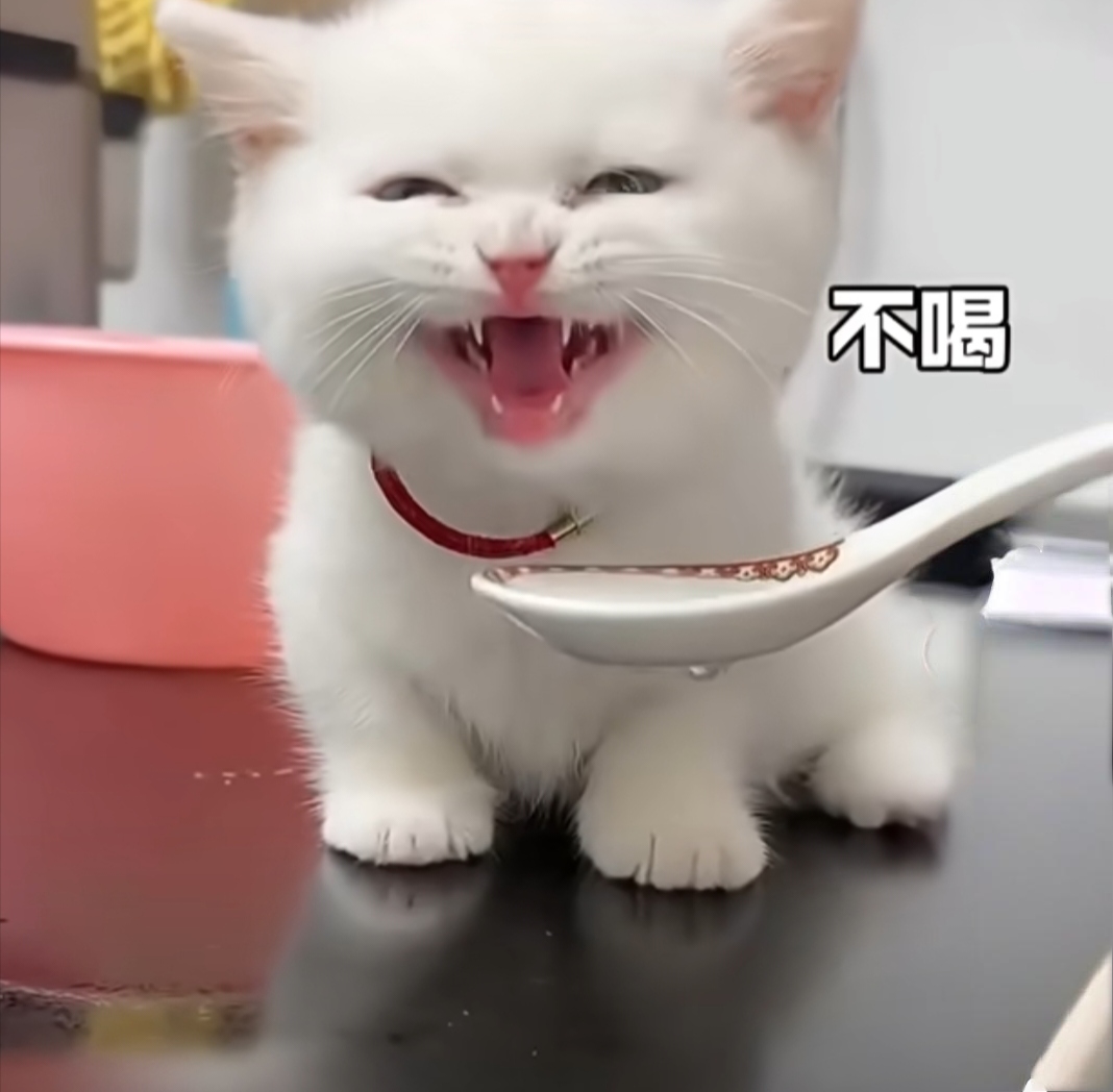 猫咪不喝,无奈之下给它放了一段视频,当看到视频中的女主人一巴掌呼在