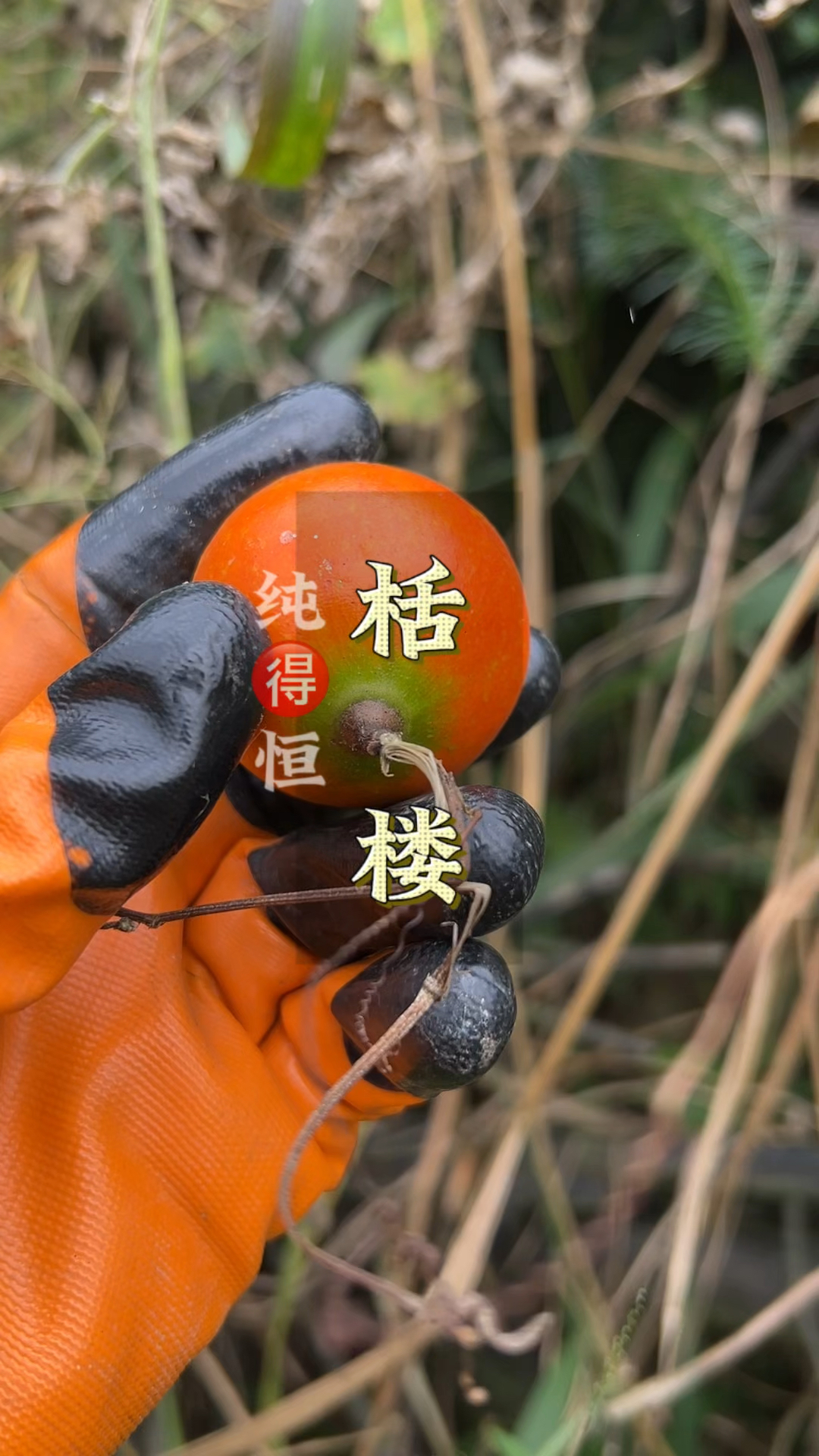 蒲瓜别名图片