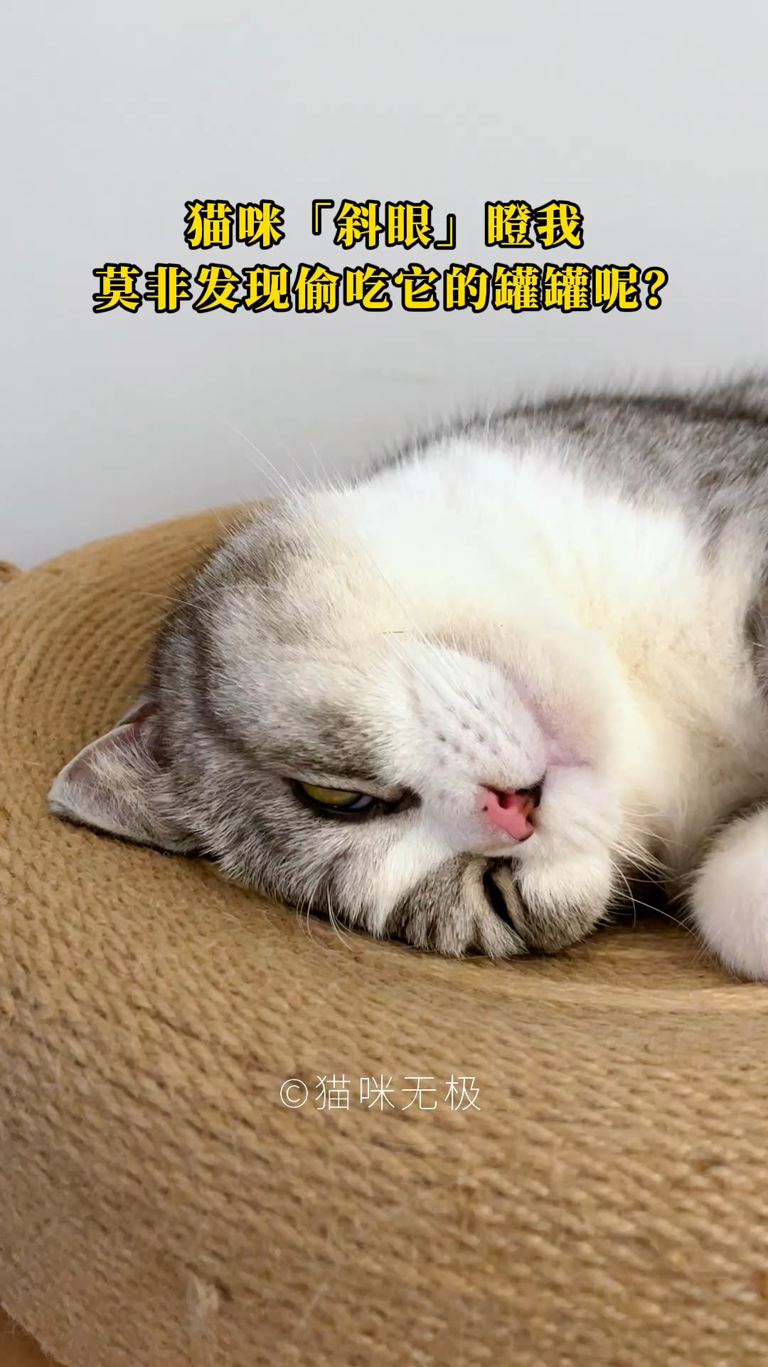 小猫瞪人抖音=小猫瞪人抖音视频