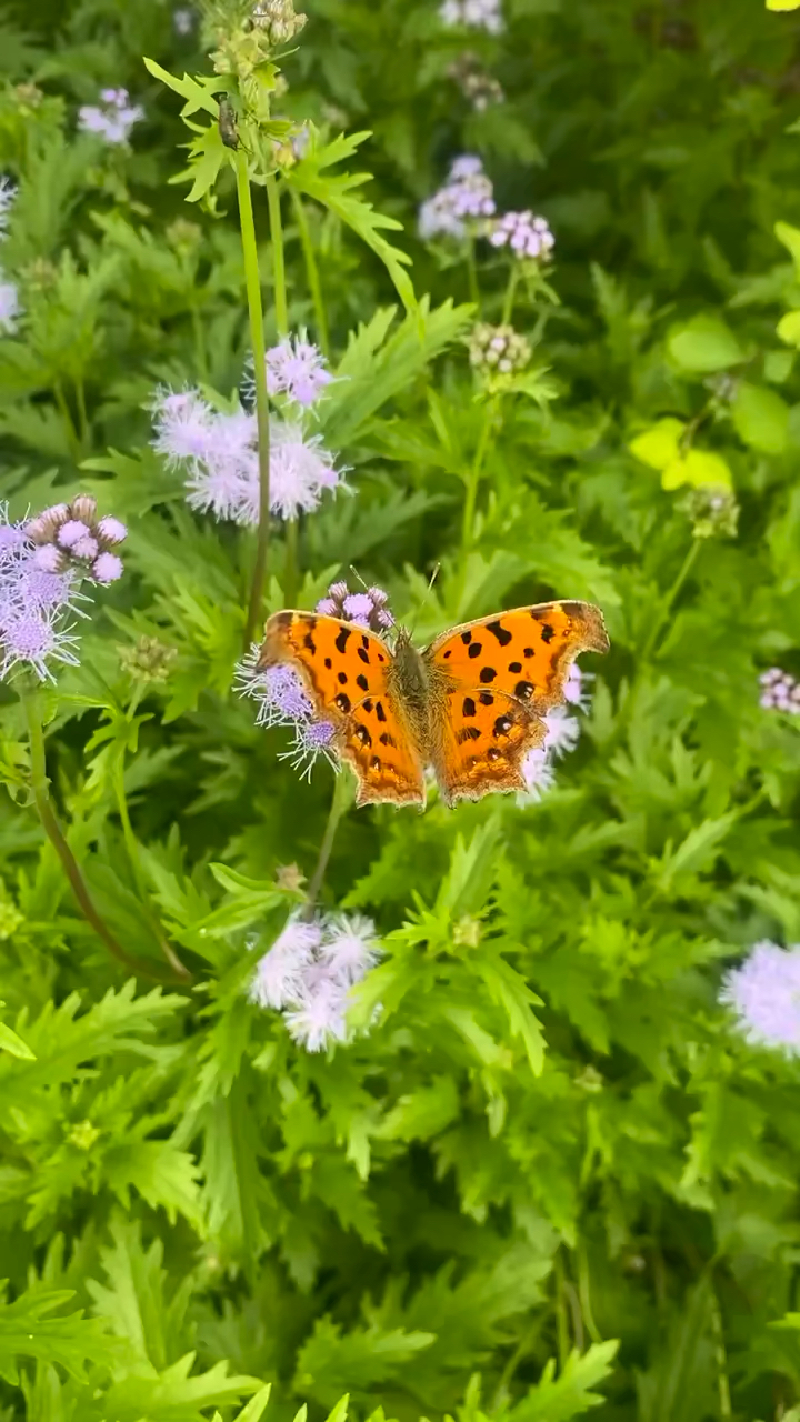 花丛中有一只漂亮的花蝴蝶