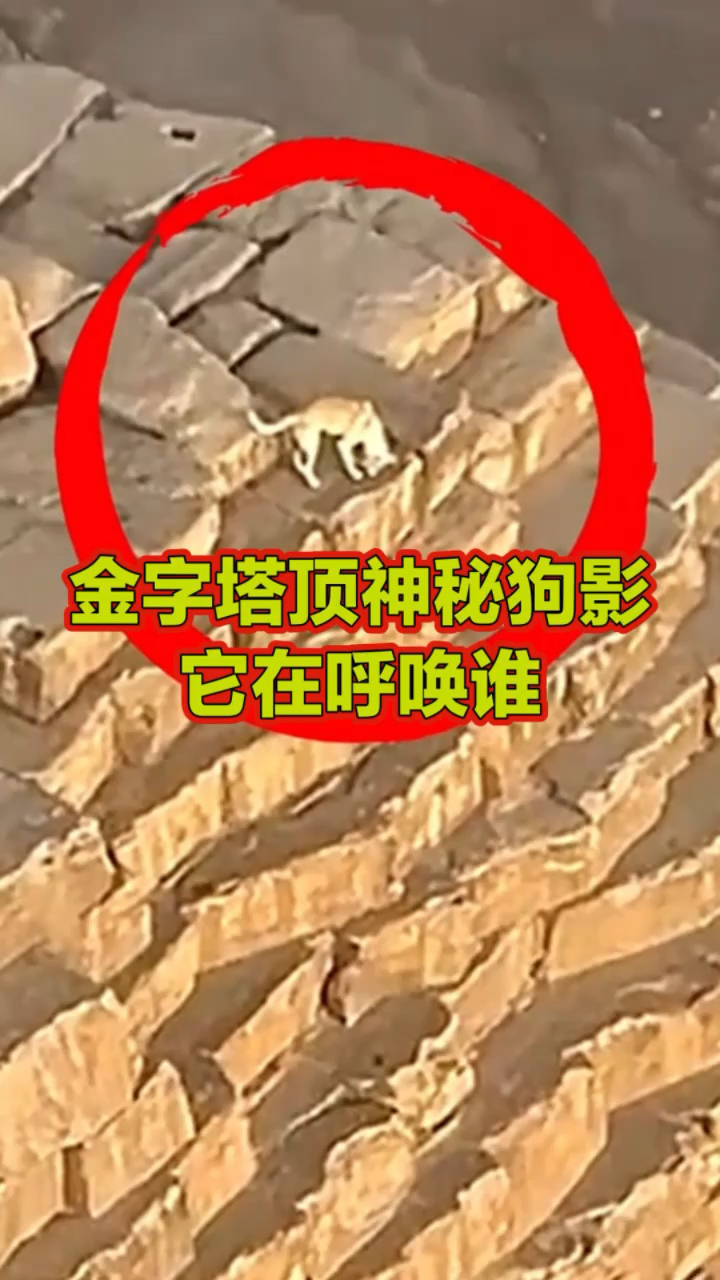 金字塔顶端神秘狗影!他究竟在呼唤谁?