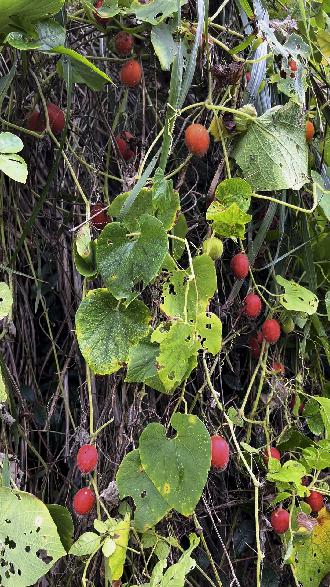 这是我们本地的野生小西瓜