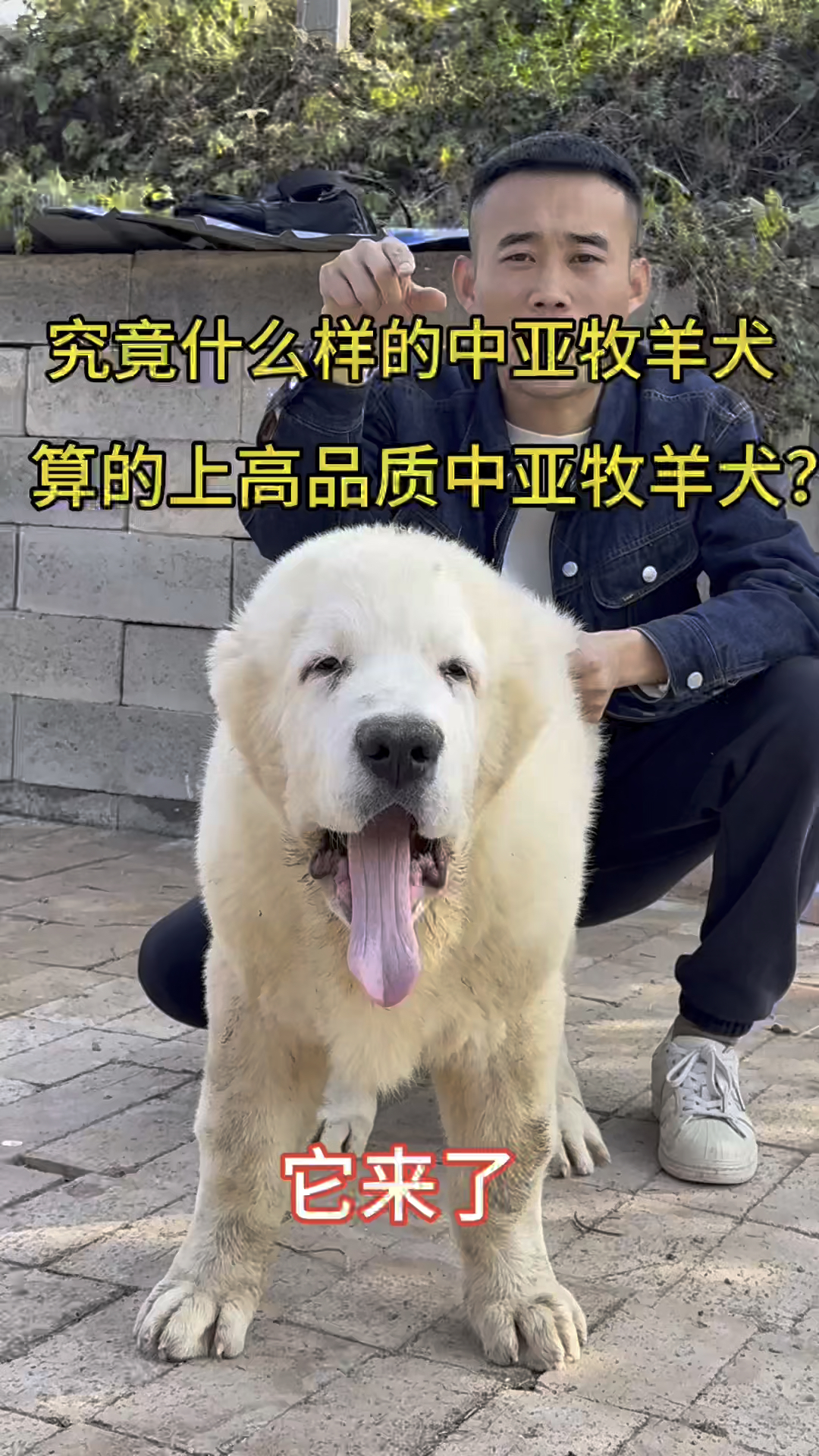 最大的牧羊犬图片