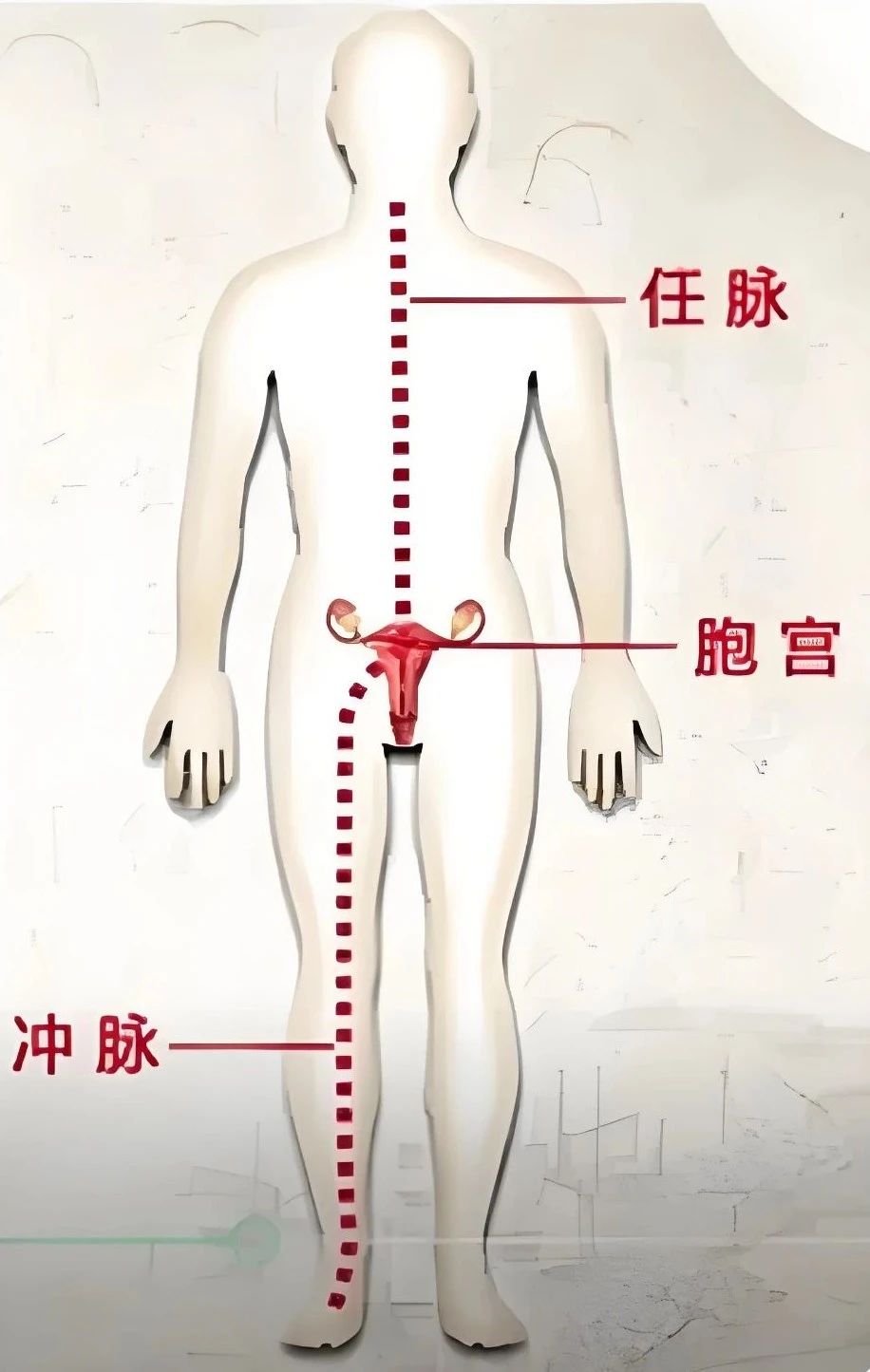 冲脉的循行路线图冲任二脉图片冲任是哪个部位冲任二脉是什么位置图冲