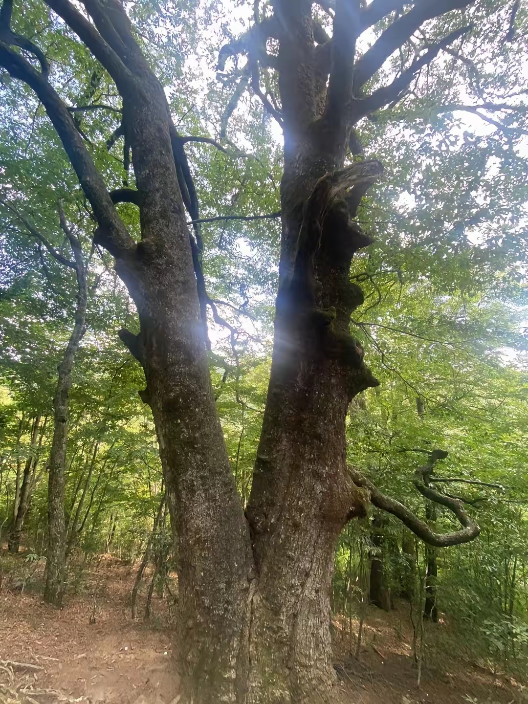 当年因为赌气和前夫离了婚,儿子归我抚养,他出抚养费
