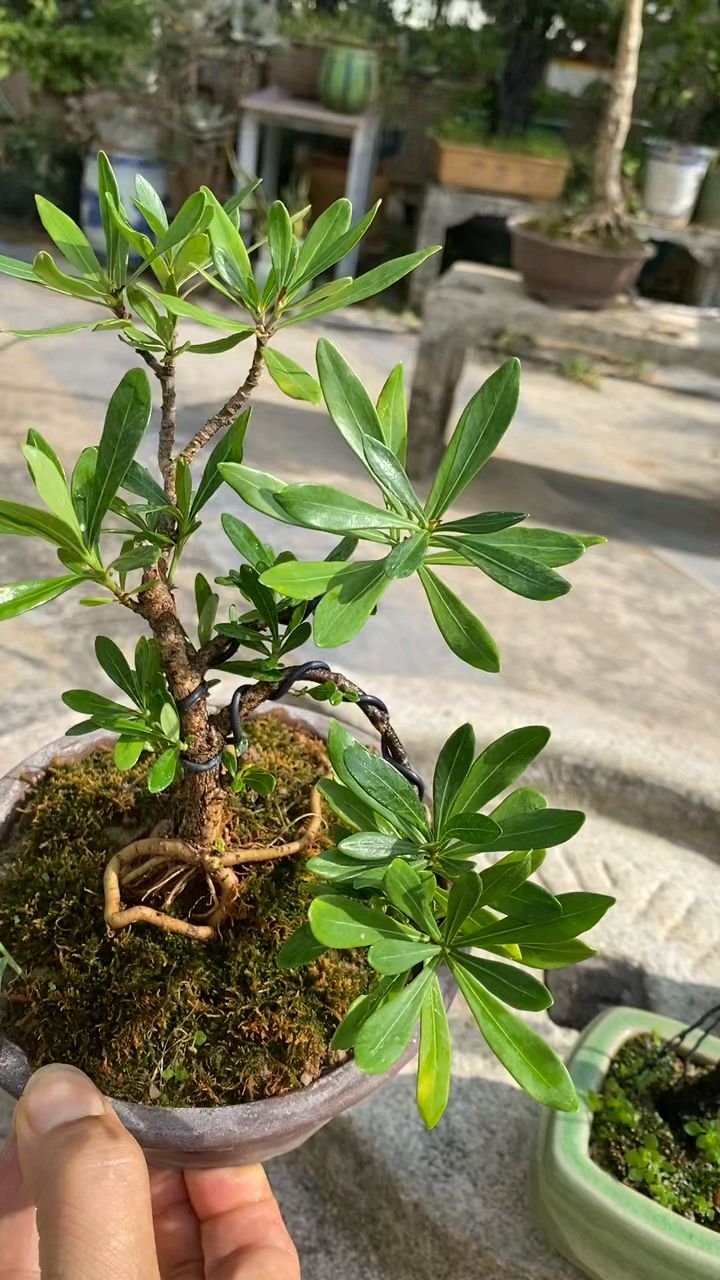 柳叶水横枝(桅子花),黑骨香, 春花 长势旺盛