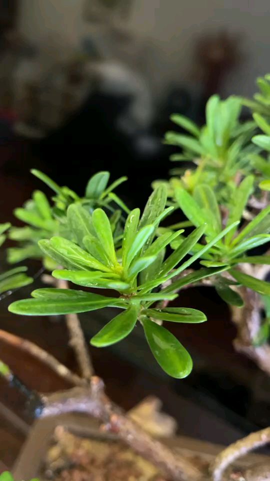 精品菊花心 海岛罗汉松,难得矮仔桩 盆口22公分,整高38公分