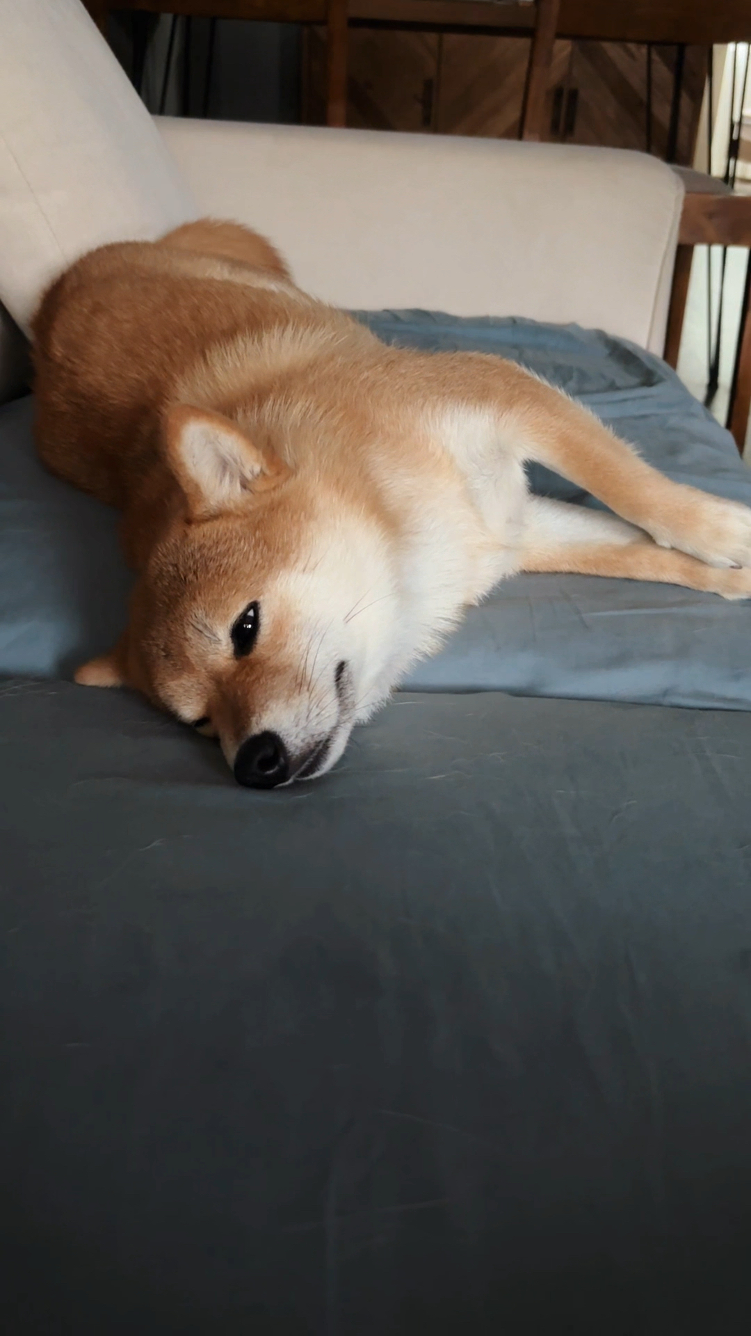 秋日的午后,狗子睡得好惬意