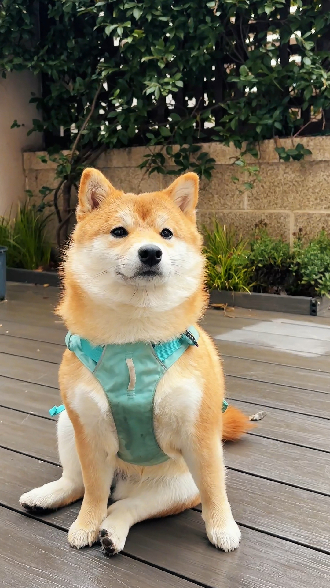 发腮中的小柴犬也太可爱了吧