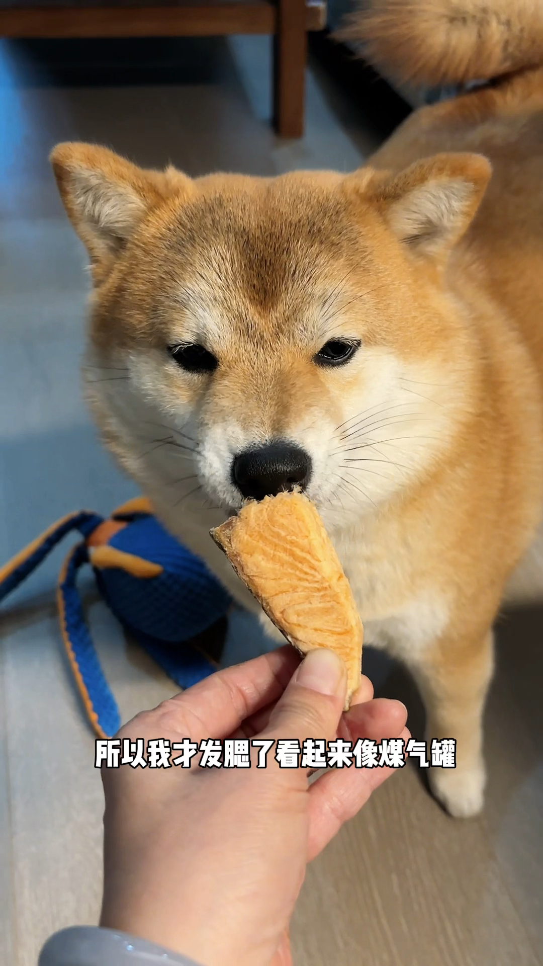 小柴犬:我很生气!不带那么过河拆桥的