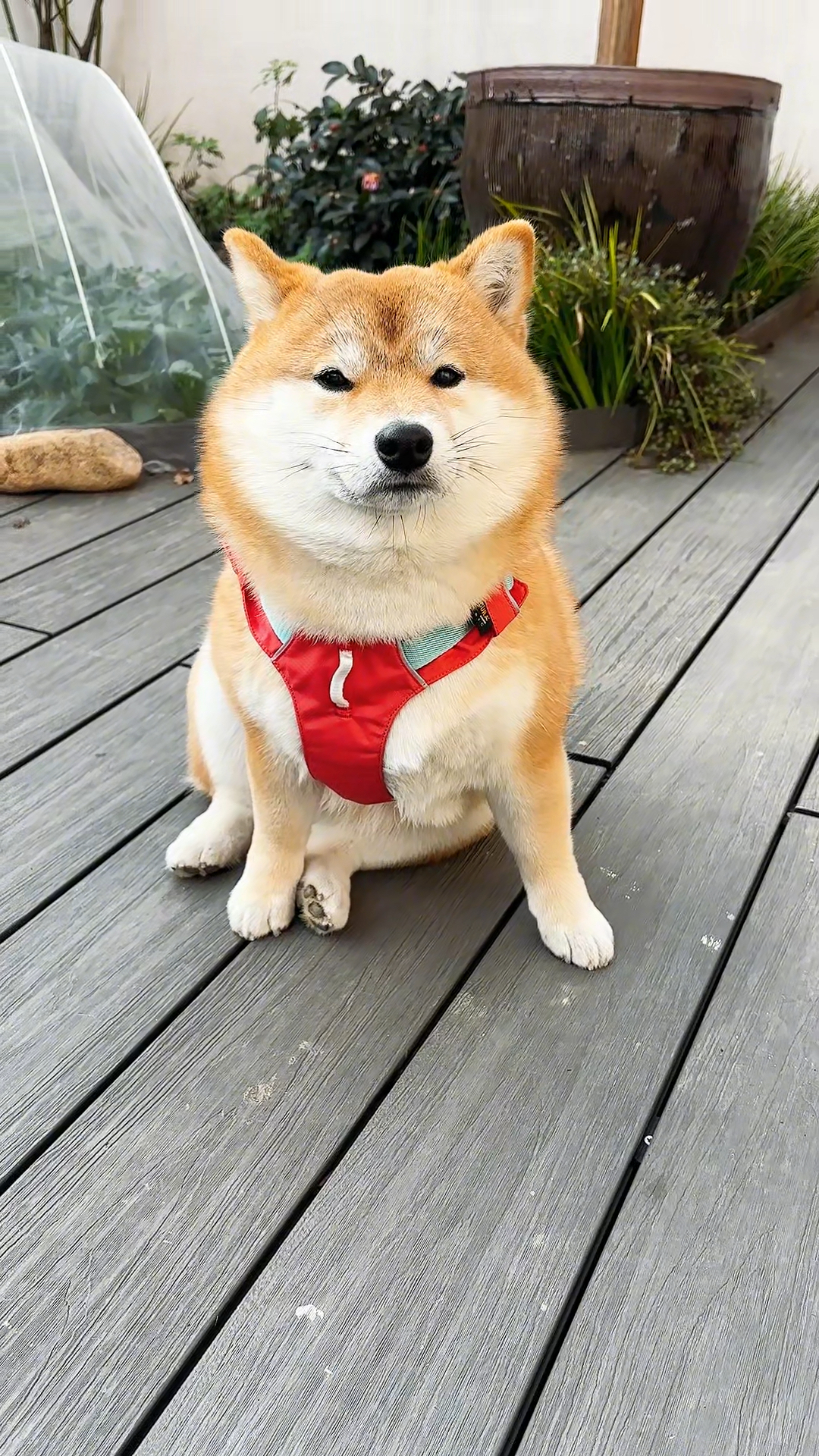 无法回到过去柴犬