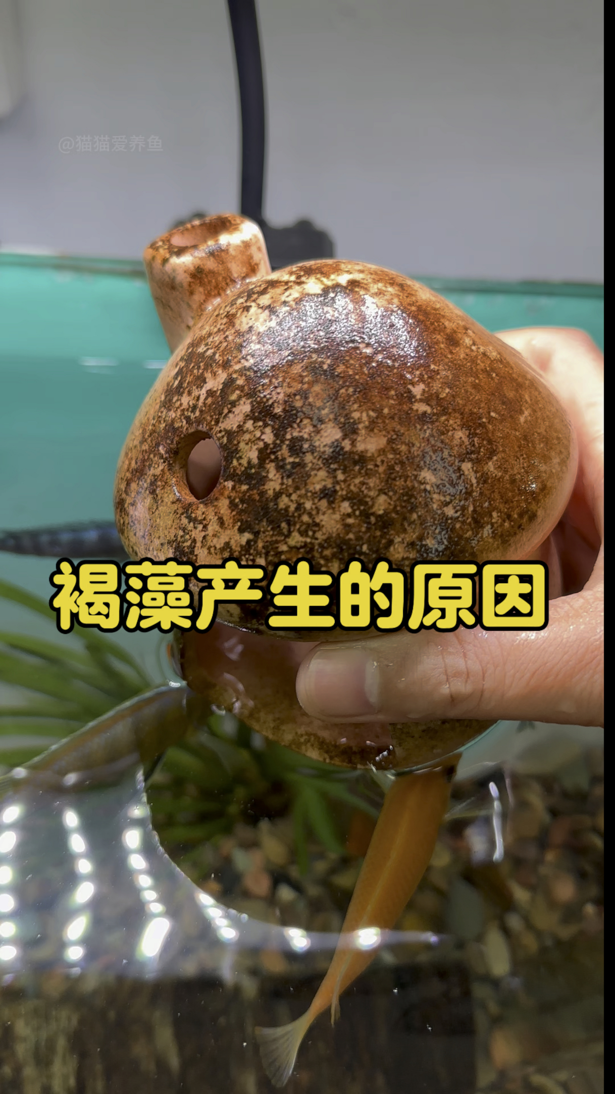 鱼缸褐藻形成的原因