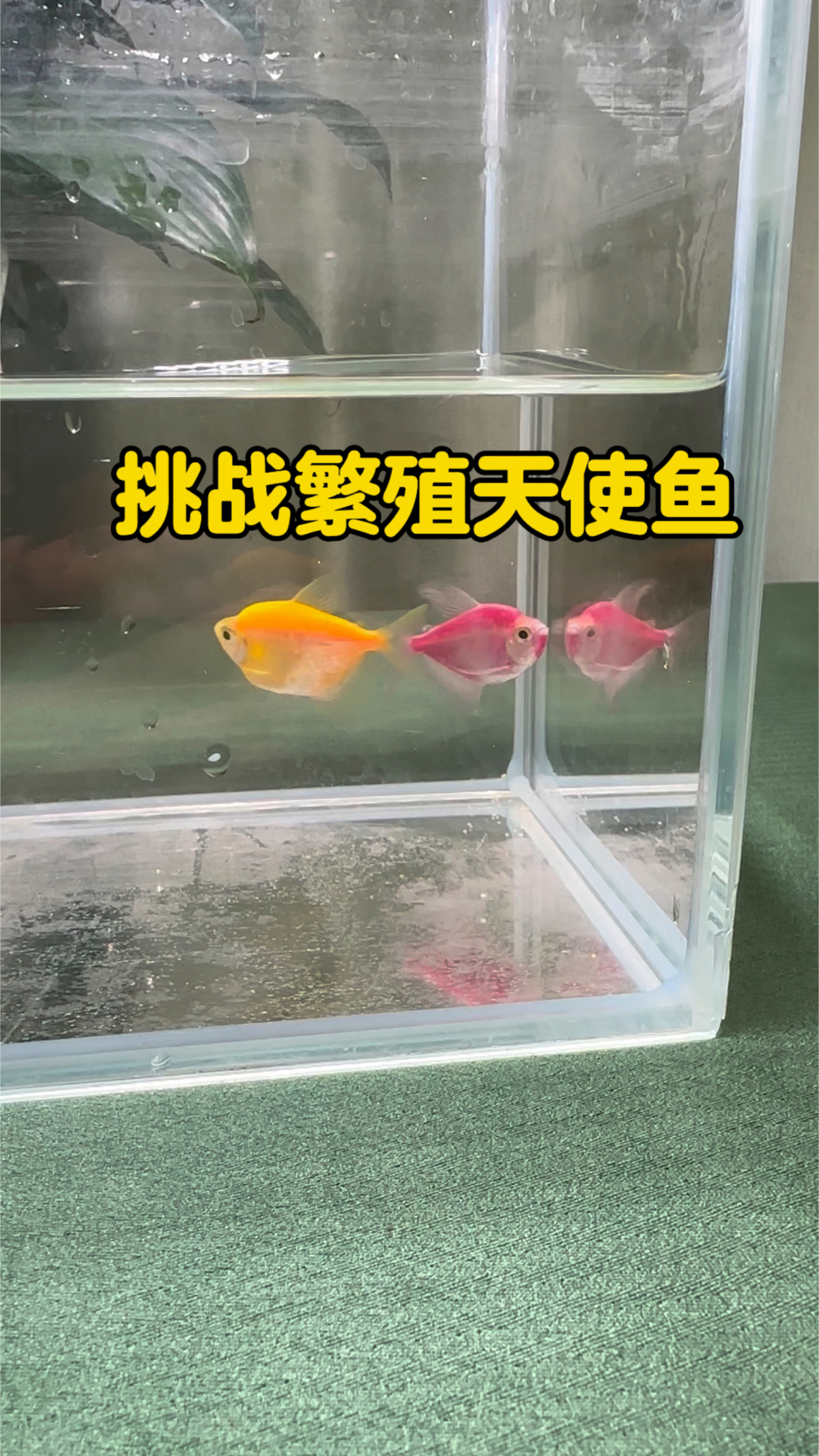 繁殖天使鱼,首先一定要分对公鱼和母鱼噢