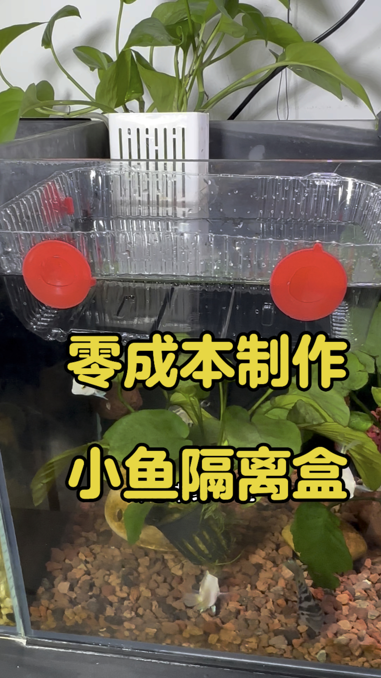 吃完水果后的水果盒千万别扔了,可以给小鱼们制作一个零成本的隔离盒