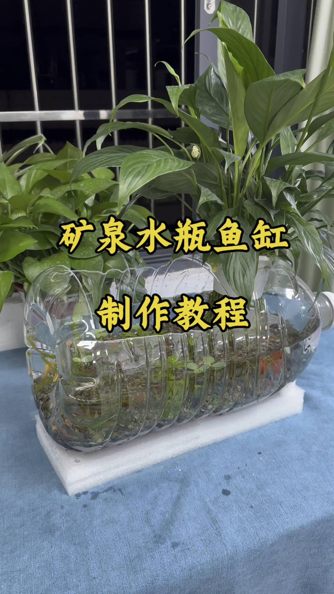 矿泉水瓶做鱼缸水循环图片