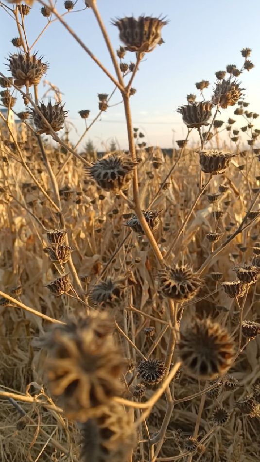 苘麻种植基地图片