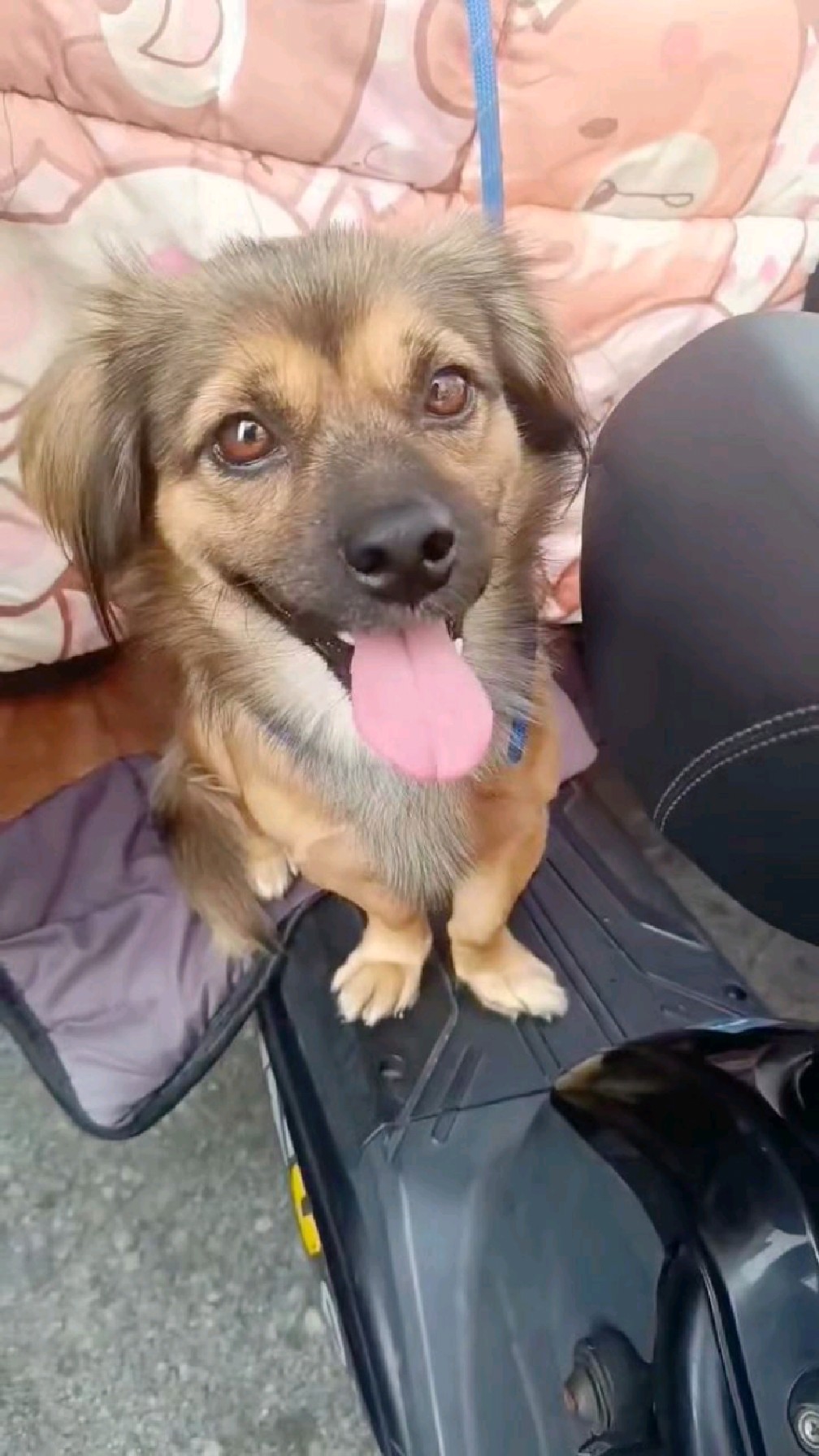 小狗崽能有什么坏心眼呢