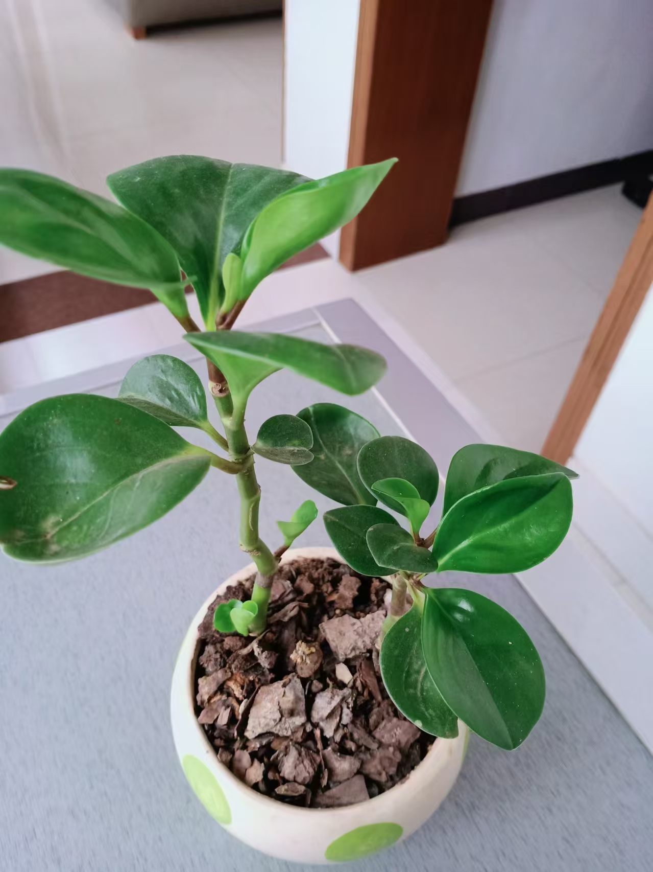 这盆豆瓣绿,由盛转衰,只因没及时换土,几乎面临空盆,一施肥就烂根,也