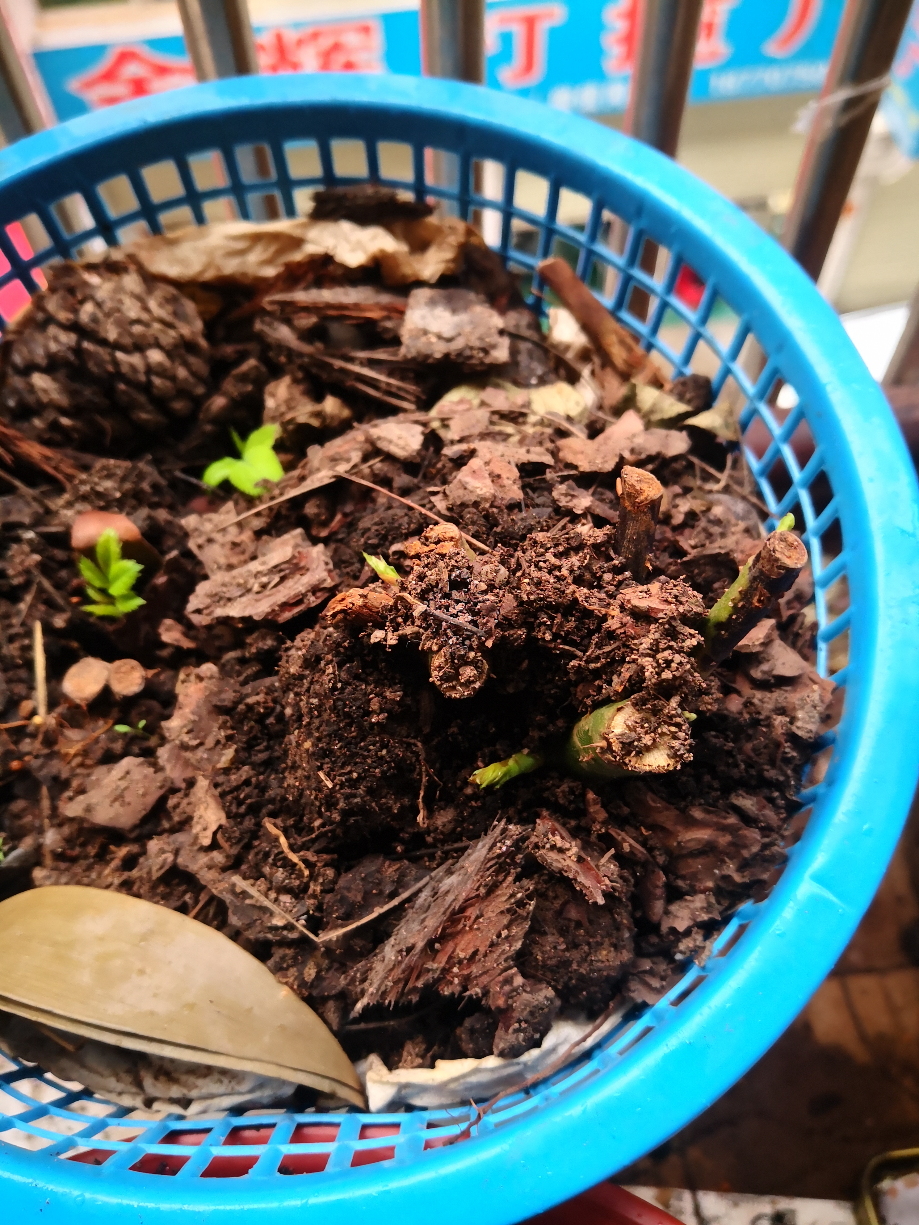 月季花新栽发芽不理想的抢救