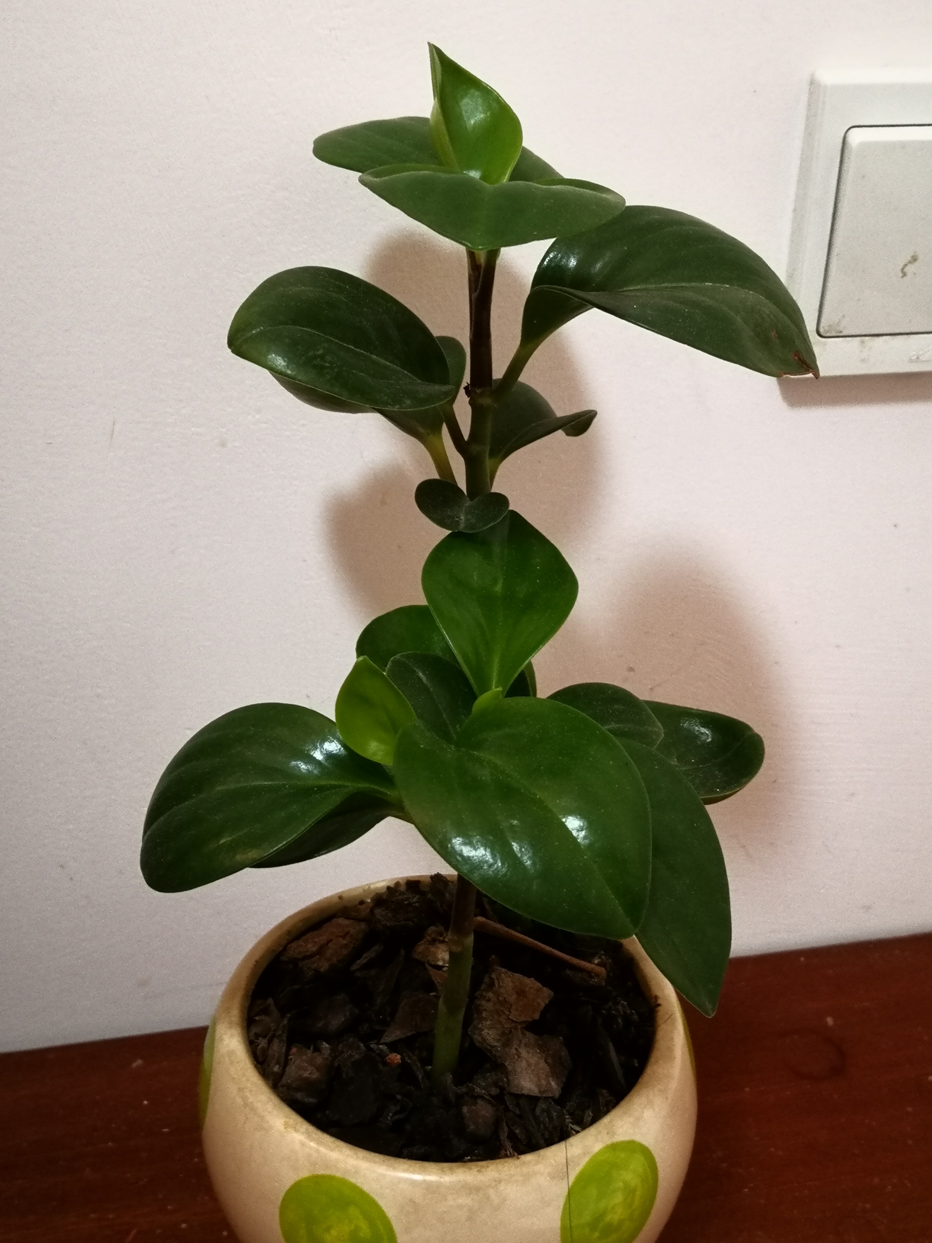 豆瓣绿是一种十分受欢迎的绿色植物,其叶片肥厚而发亮,为家居环境