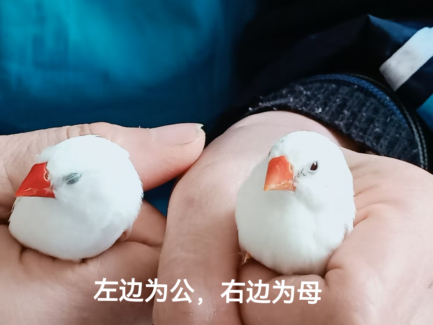 白色珍珠鸟公母的辨认