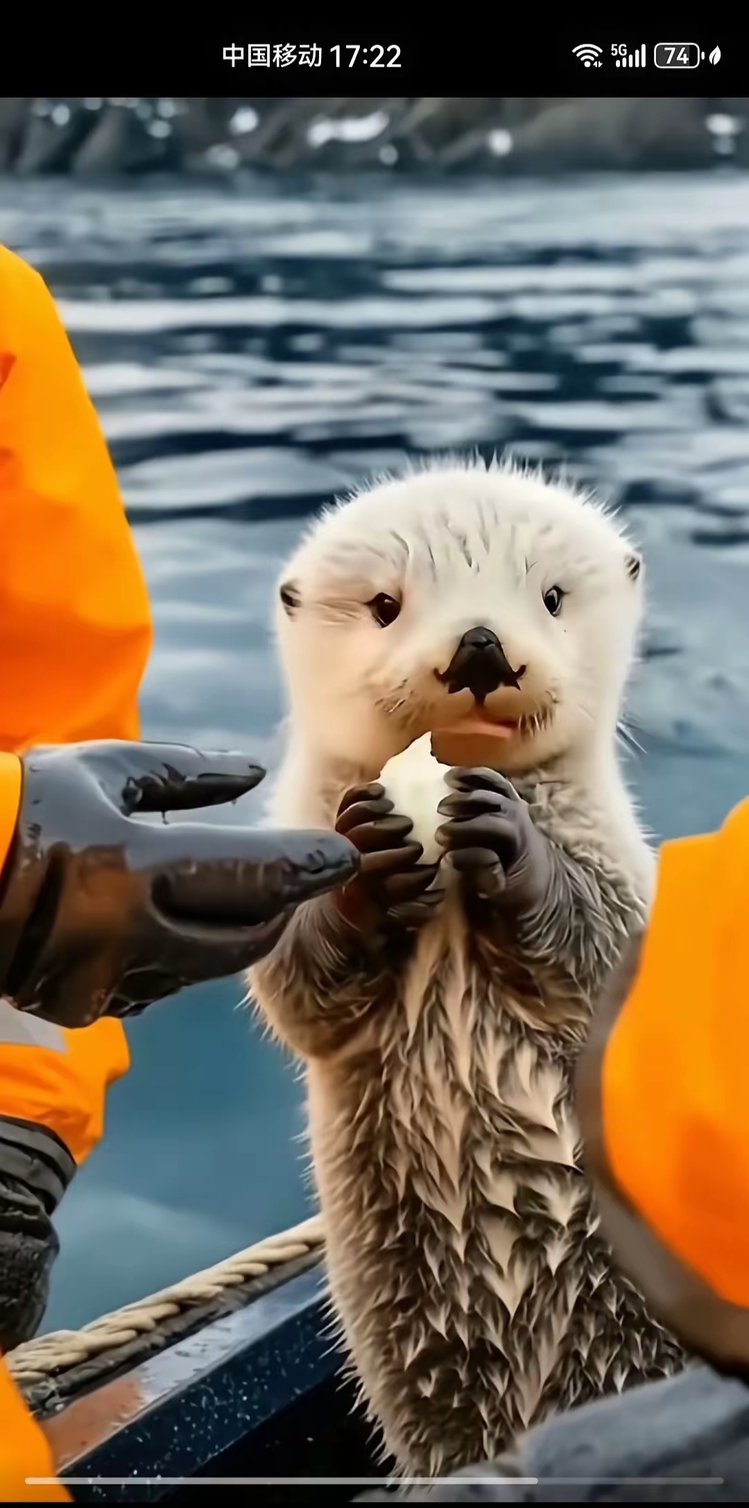 海獭和海狸鼠图片