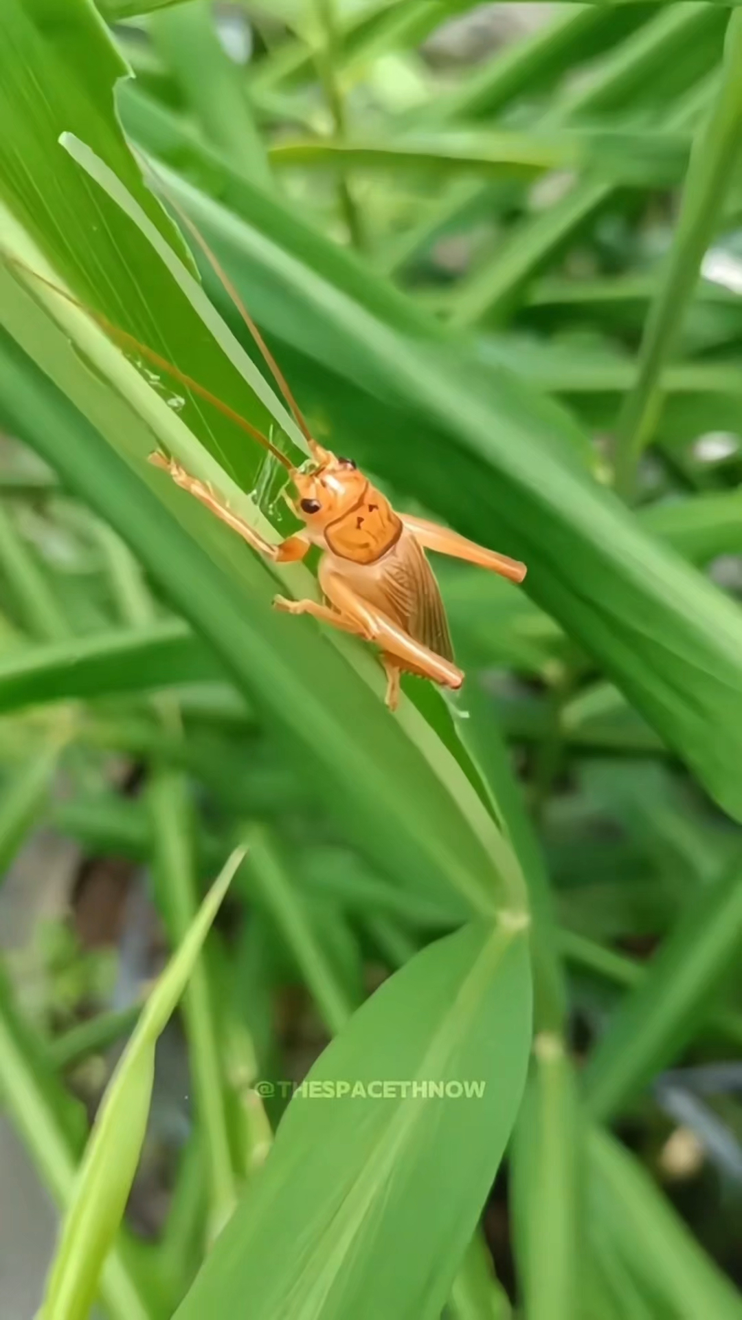 蟋蟀的生长过程图片