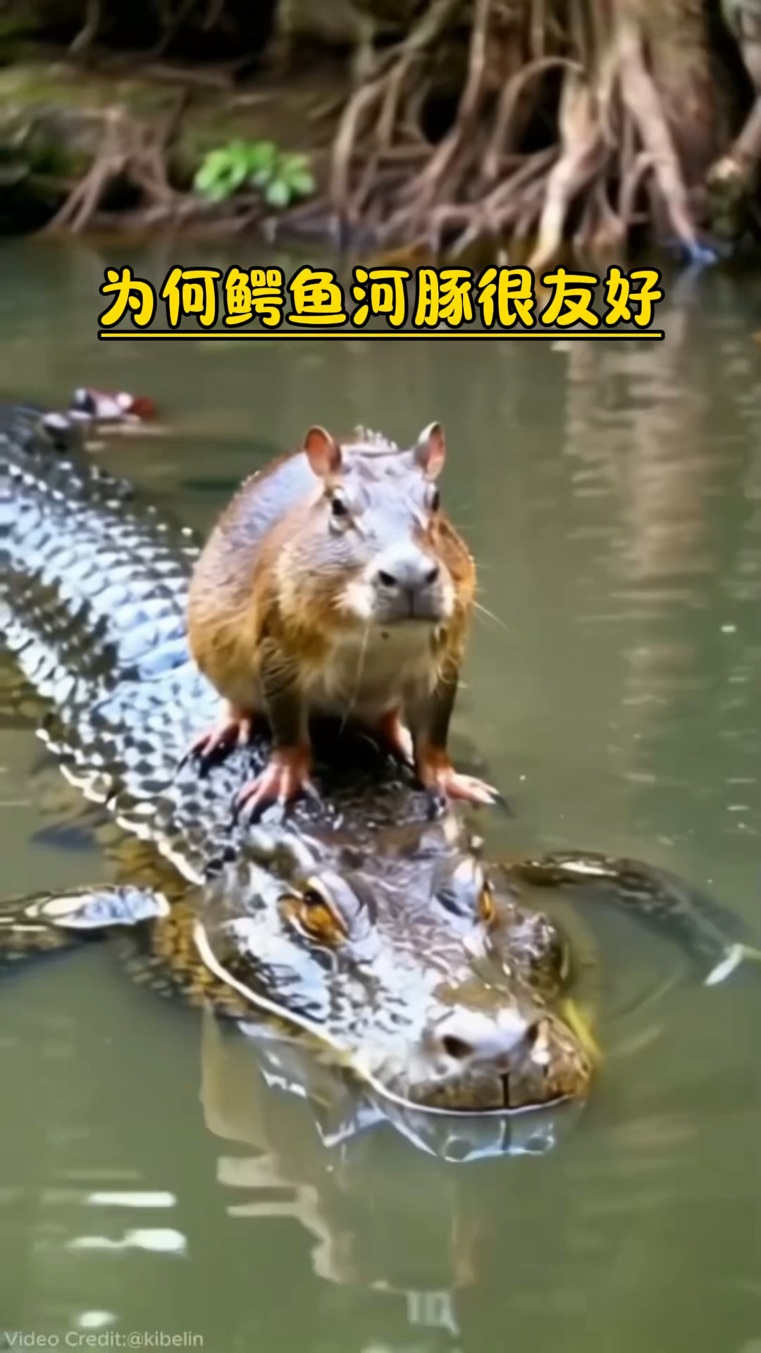 鳄鱼与水獭图片