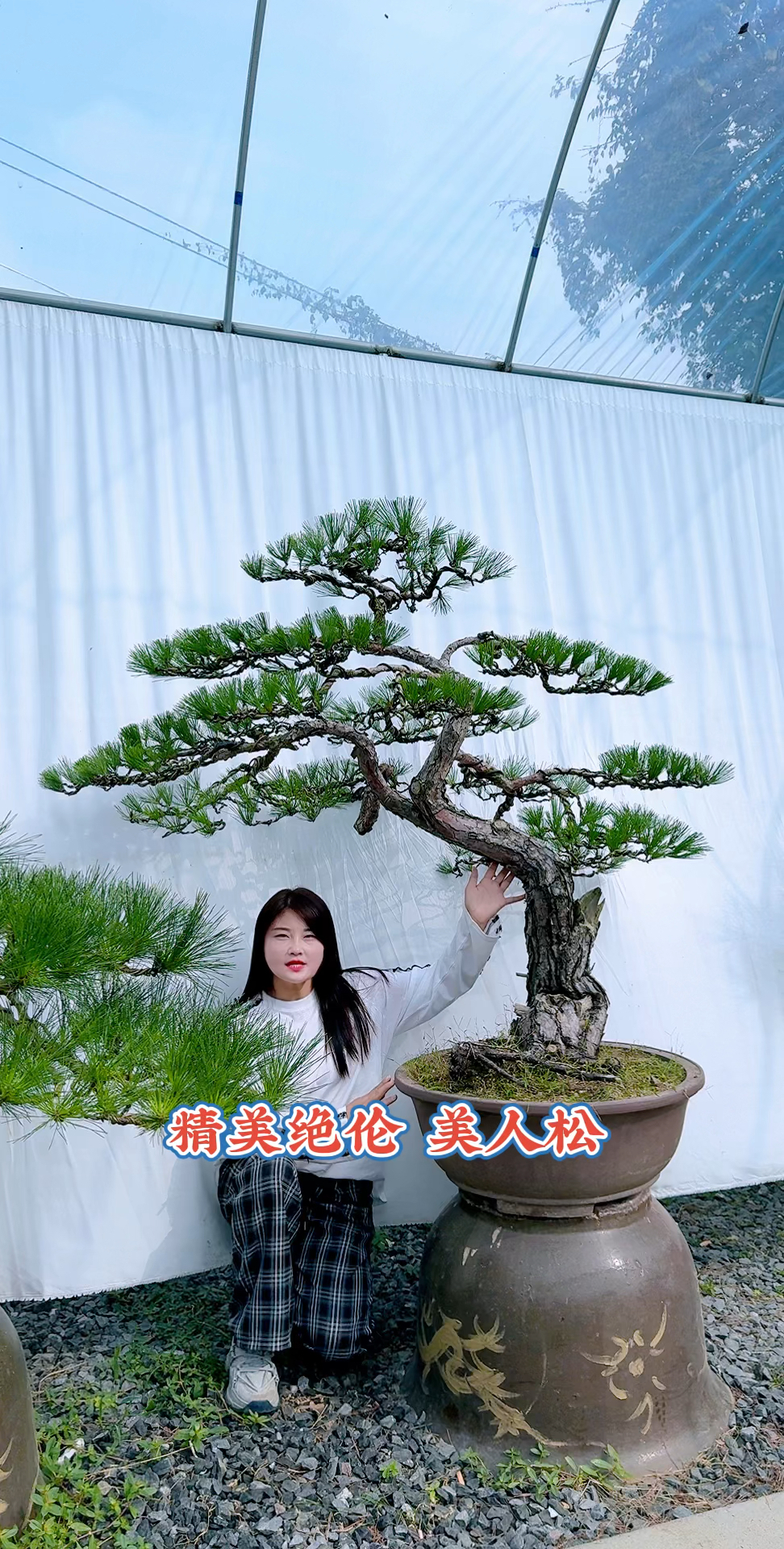 美人松盆景庭院景观盆景艺术