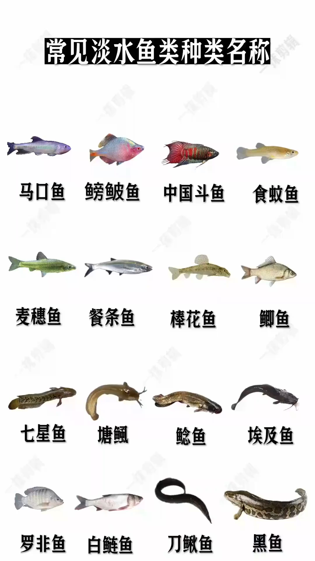 常见的淡水鱼类种类名称,你知道几种?