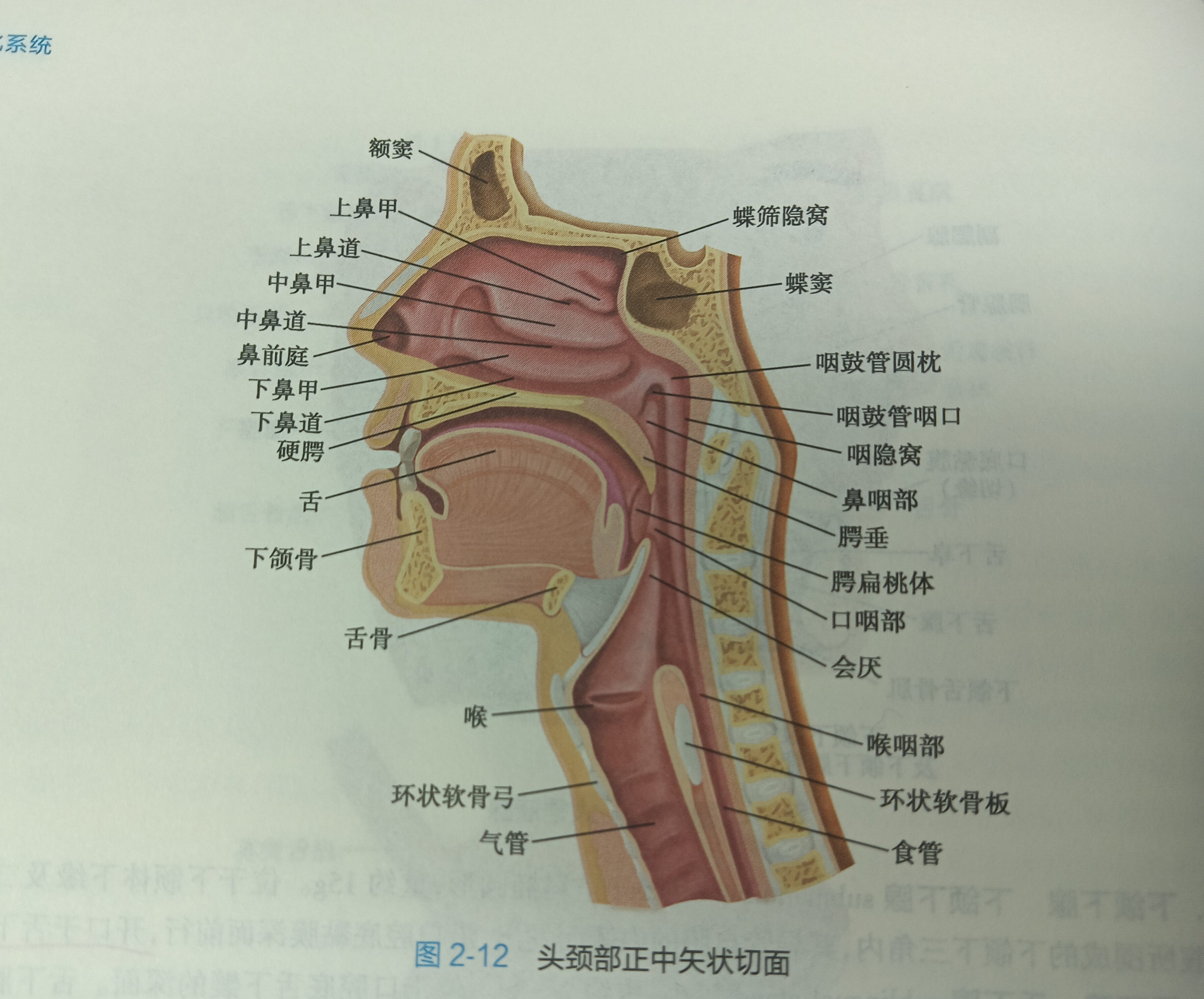 学点小知识# 又到学解剖的时候了