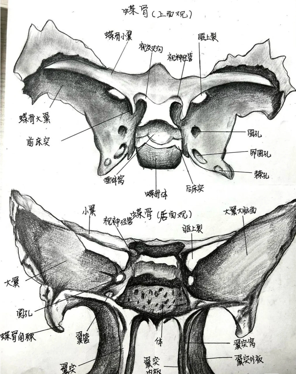 学点小知识# 来看看蝶骨的解剖