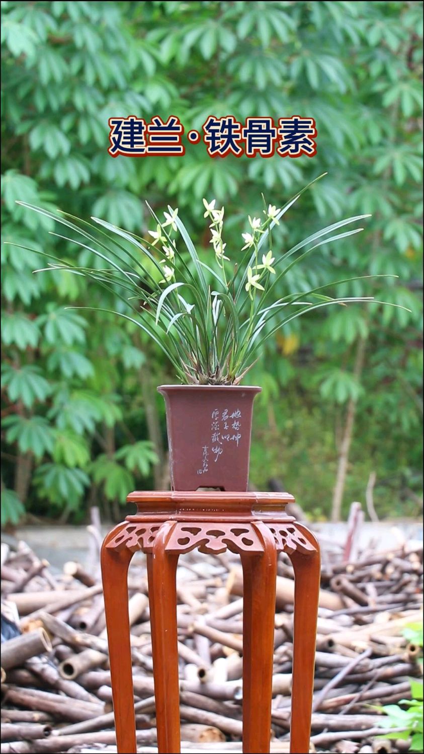 超细叶建兰浓香素心兰花铁骨素