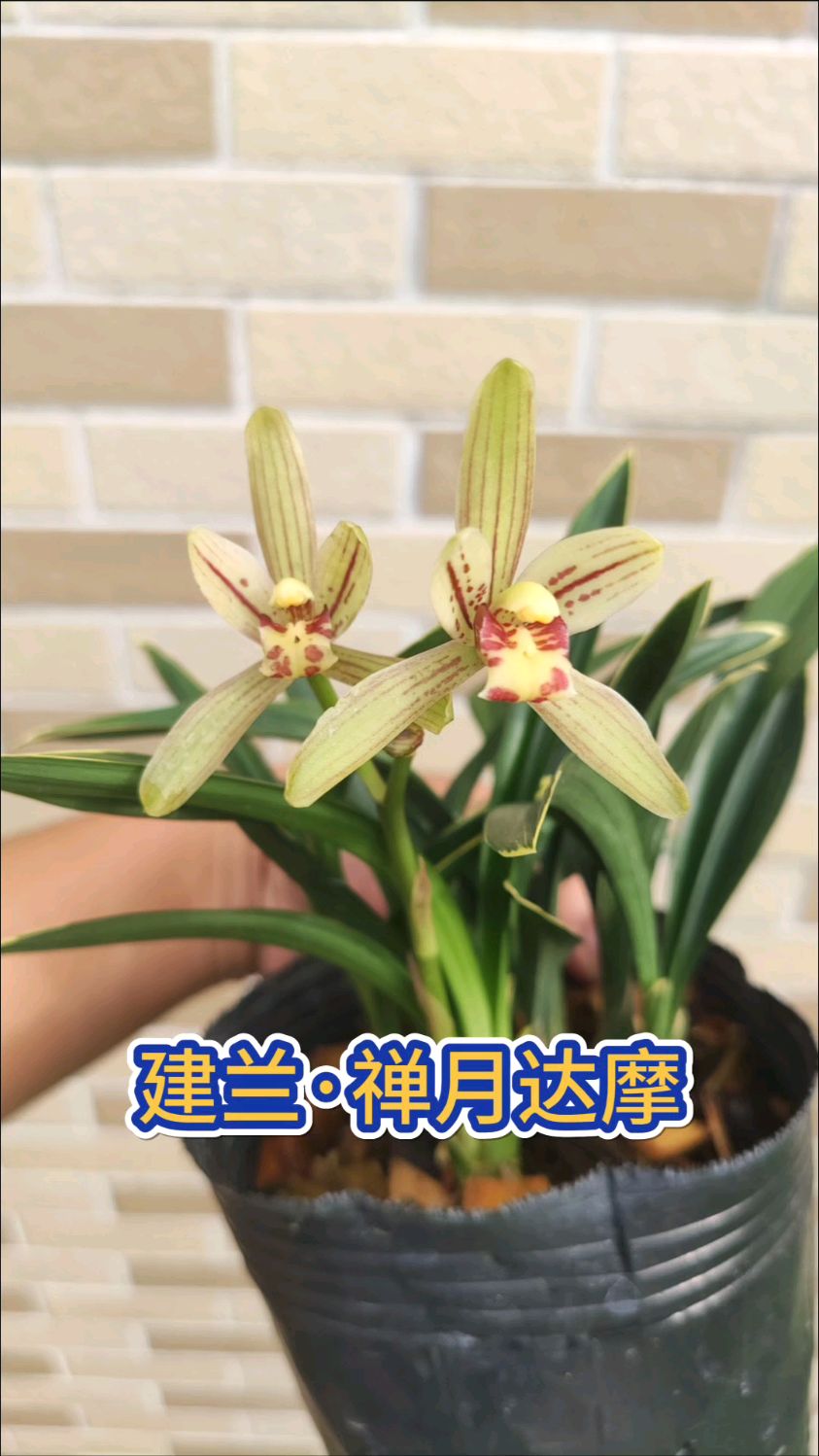 金边矮种兰花建兰禅月达摩