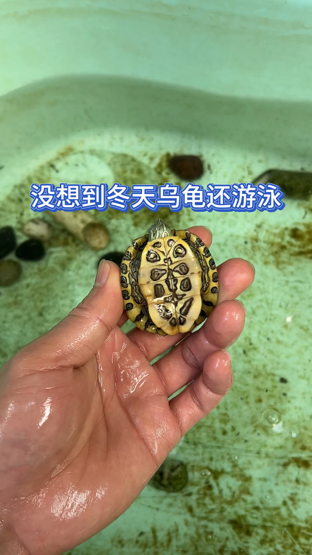 没想到冬天乌龟还游泳