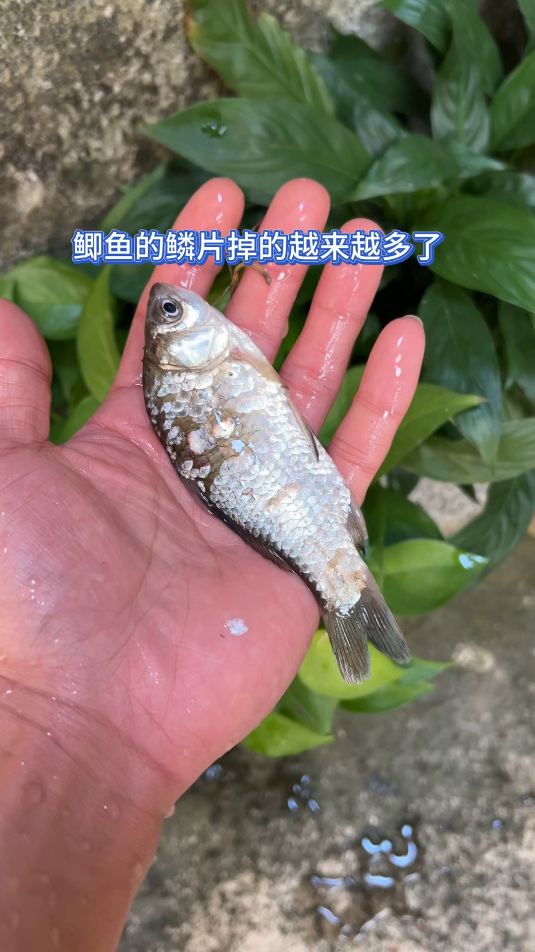 鲫鱼的鳞片掉的越来越多了