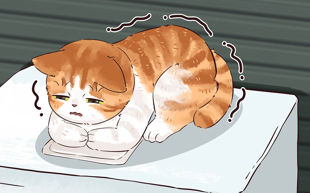 善行之后的生命奇迹:救助流浪猫与意外怀孕!