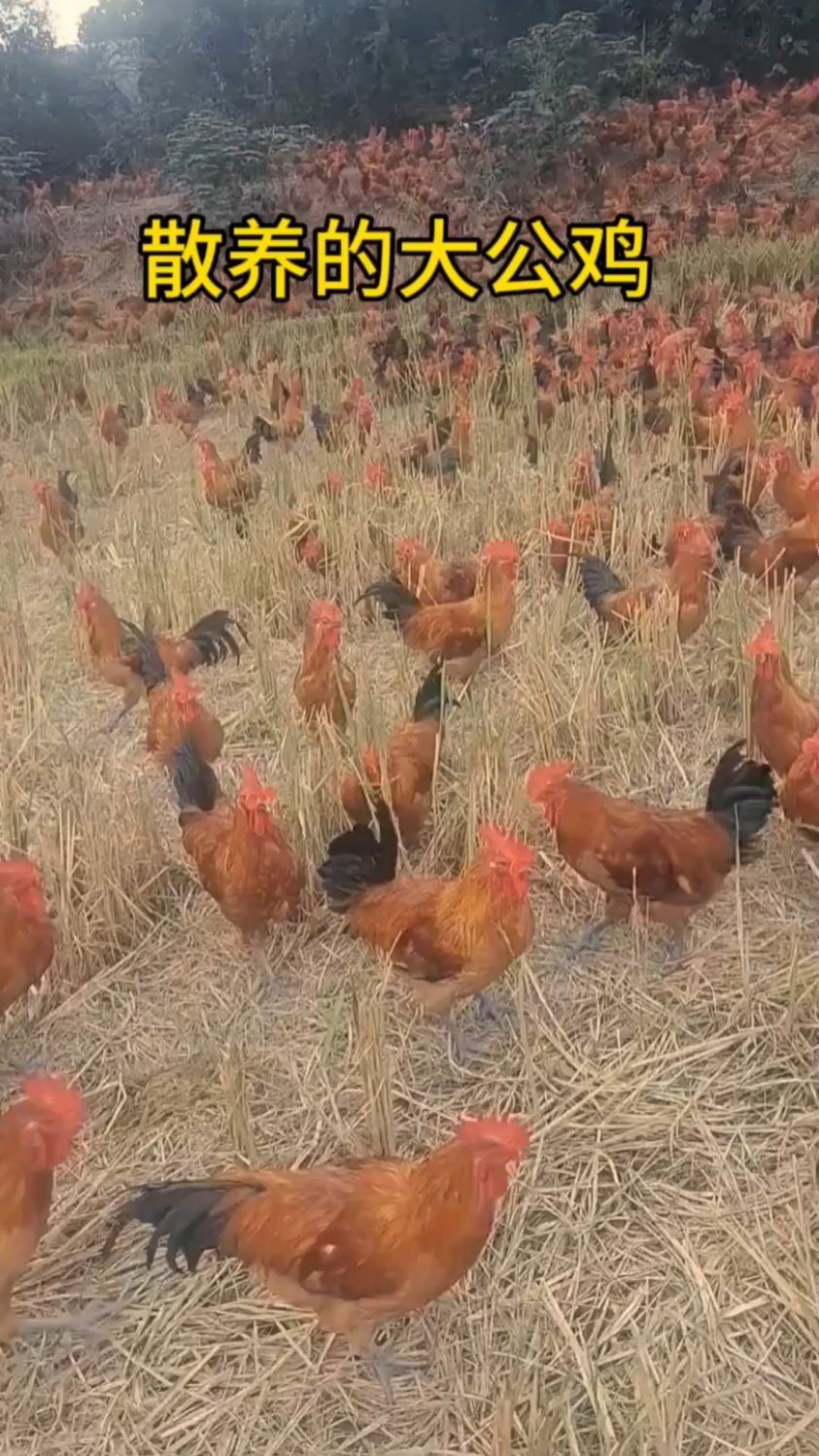 看看散养的大公鸡