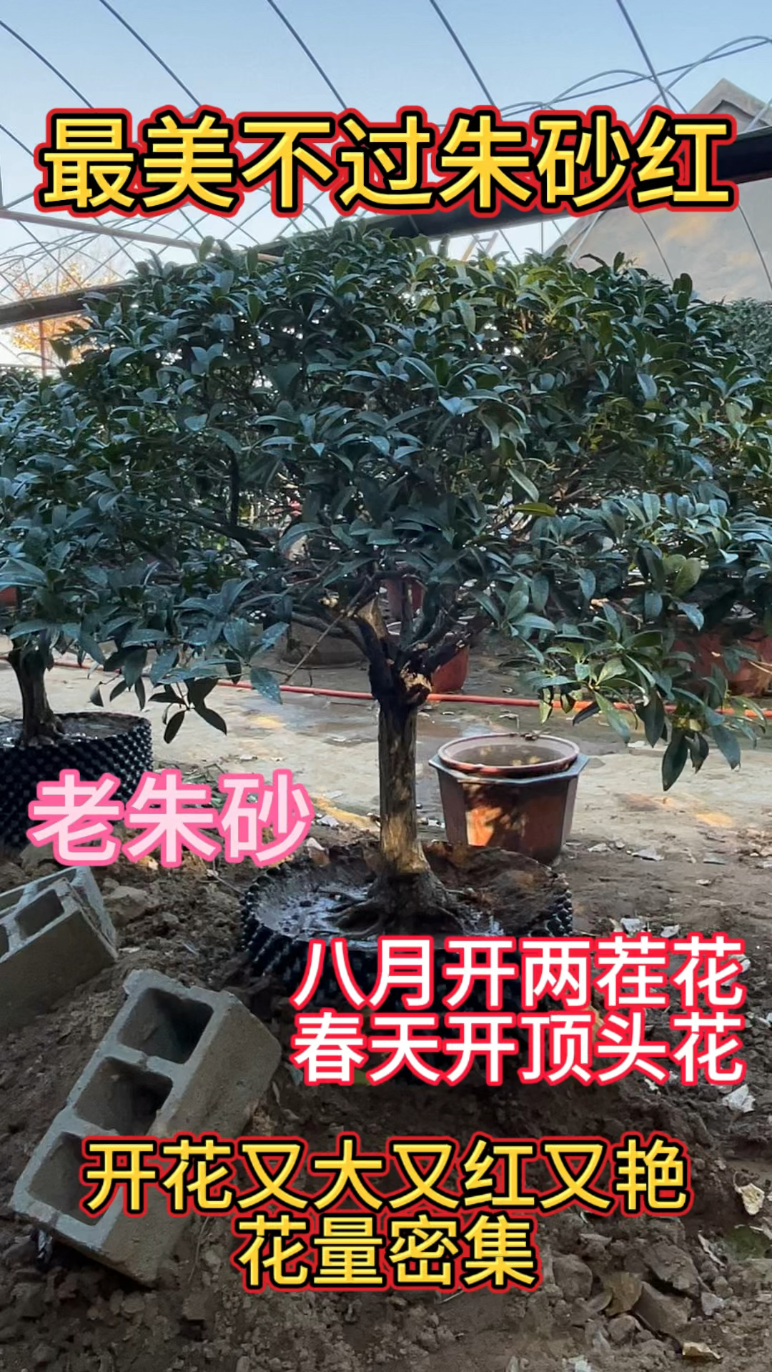 老朱砂是八月桂中的天花板,不仅八月开两茬花,春天还开顶头花