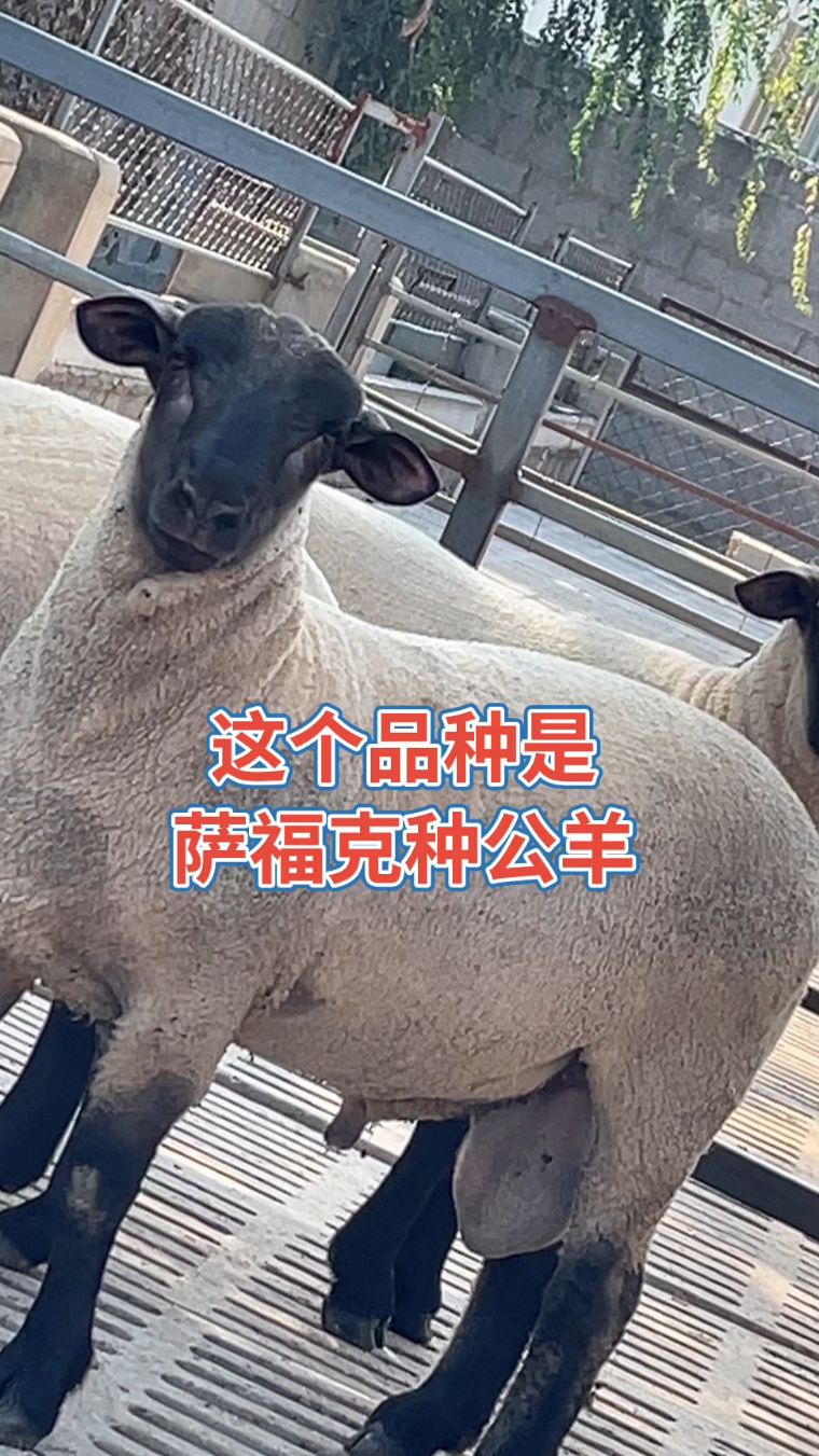 一个大体型,长势快出肉率高的品种羊一萨福克绵羊