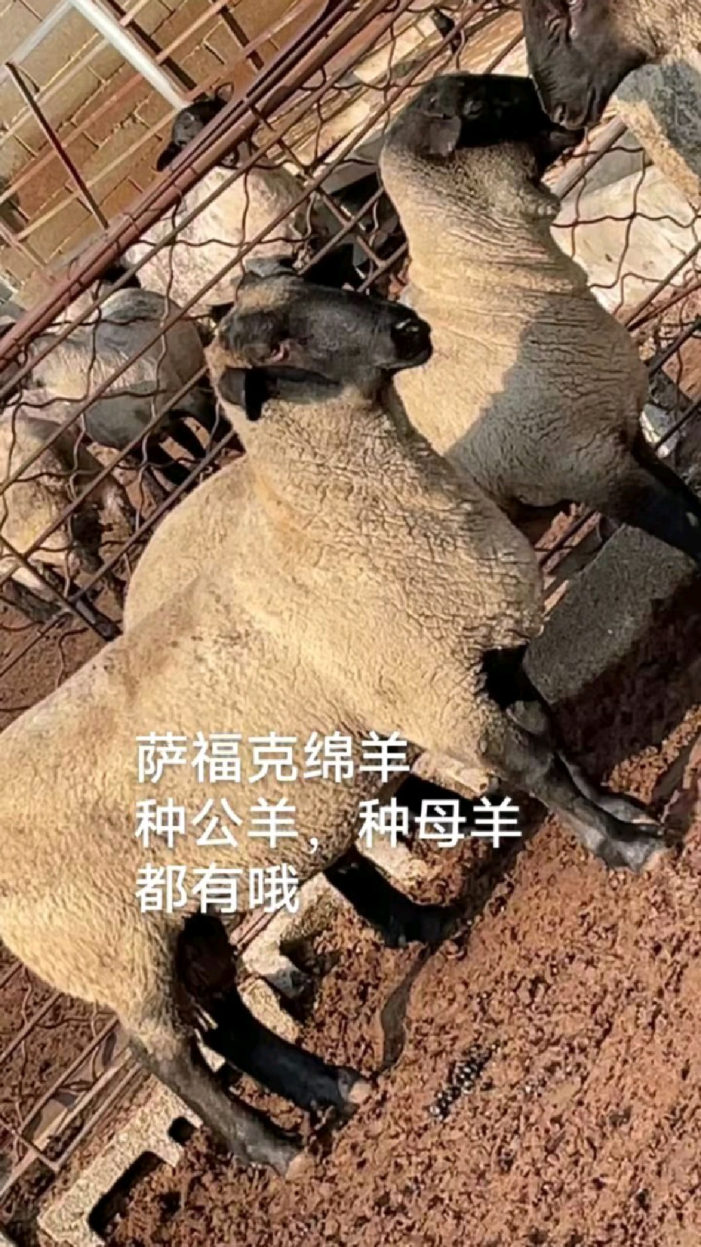 肉羊大师羊图片